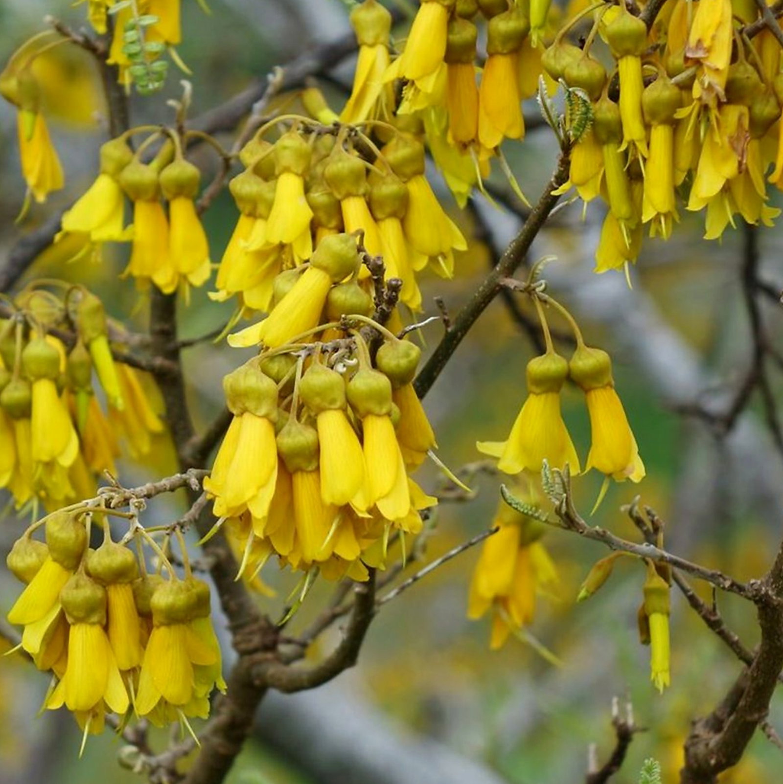 Sophora Chathamica 'Wiggie Wiggie'