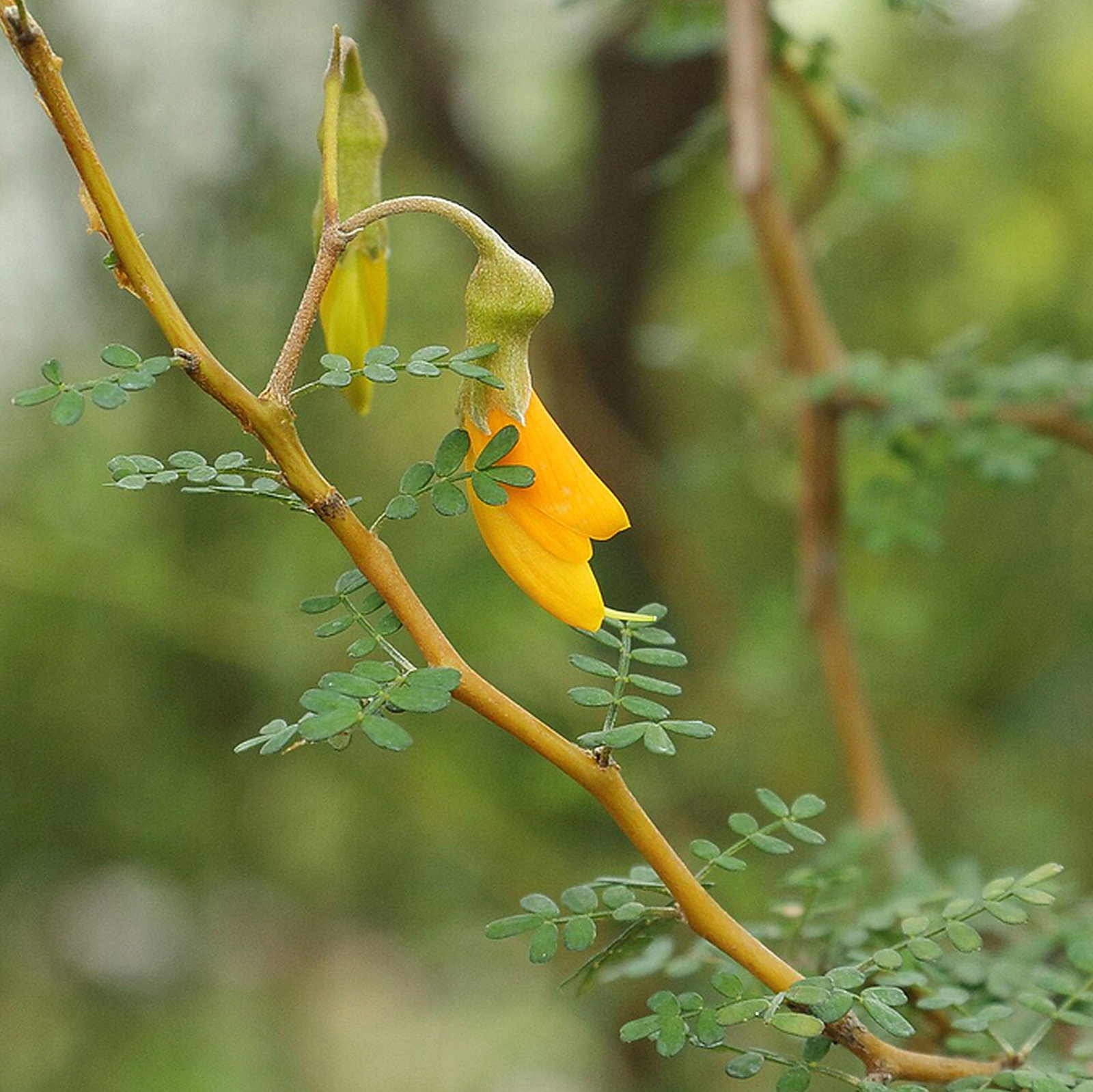 Sophora Prostrata