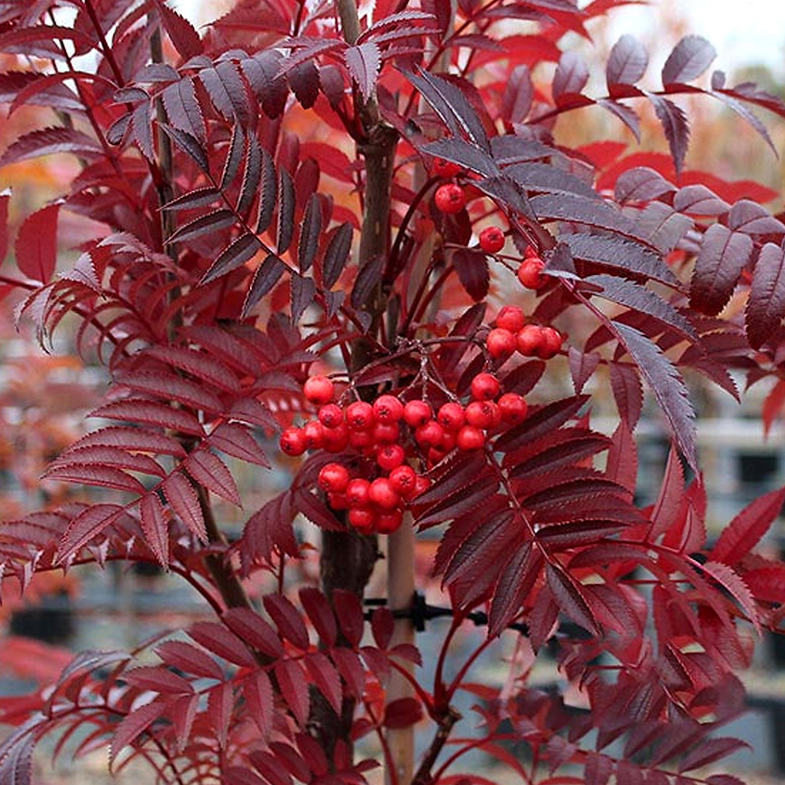 Sorbus Mixed Species And Cultivars