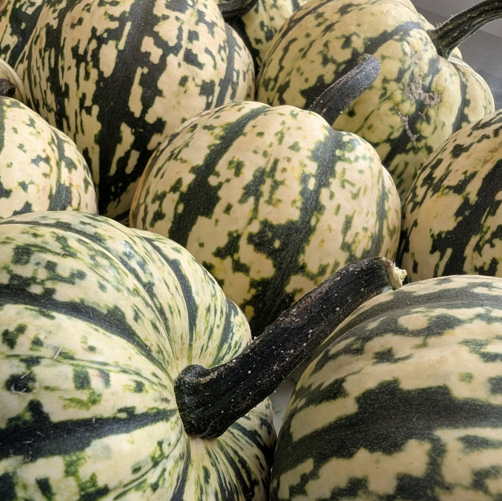 Squash Harlequin