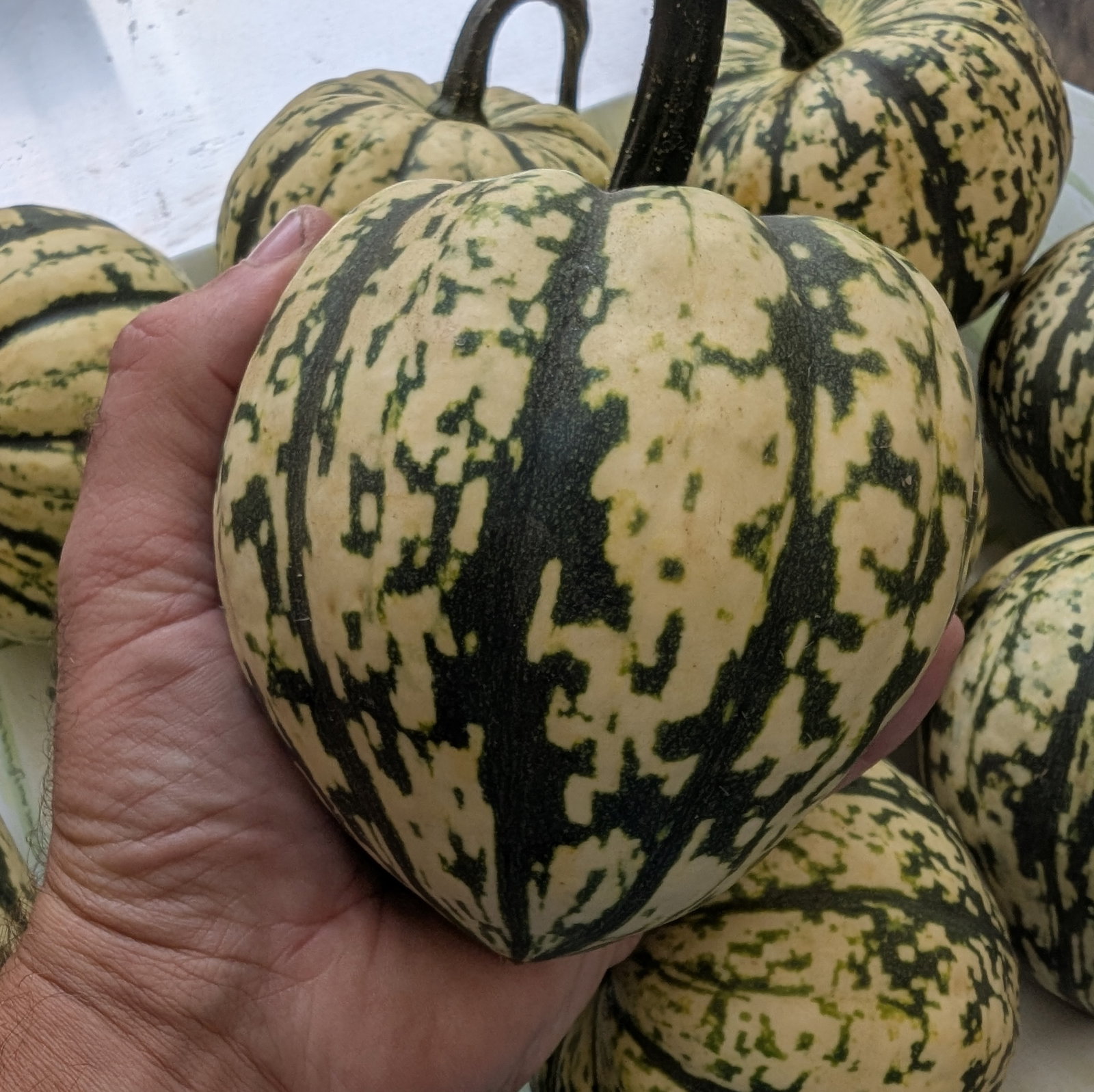 Squash Harlequin