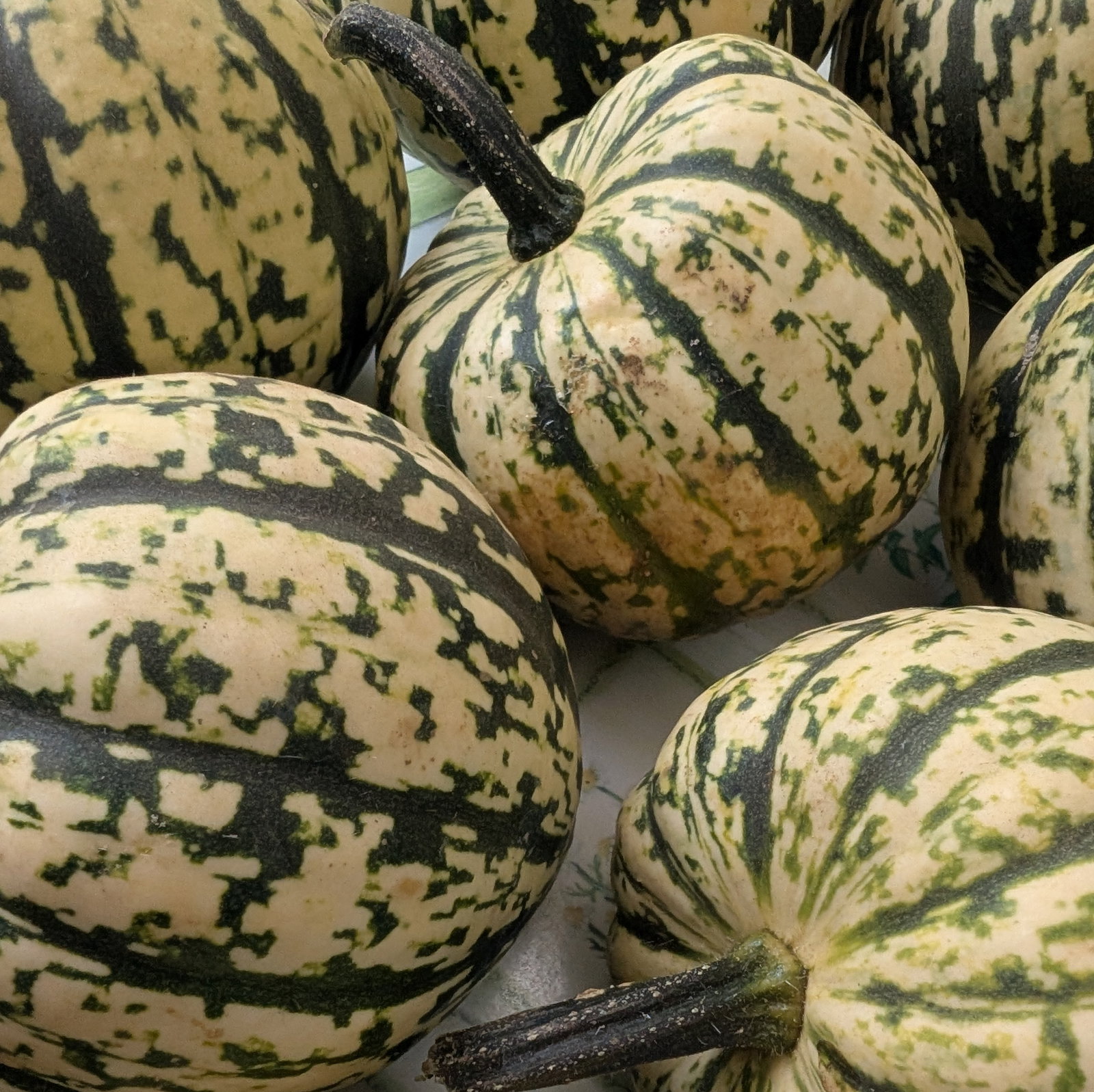 Squash Harlequin