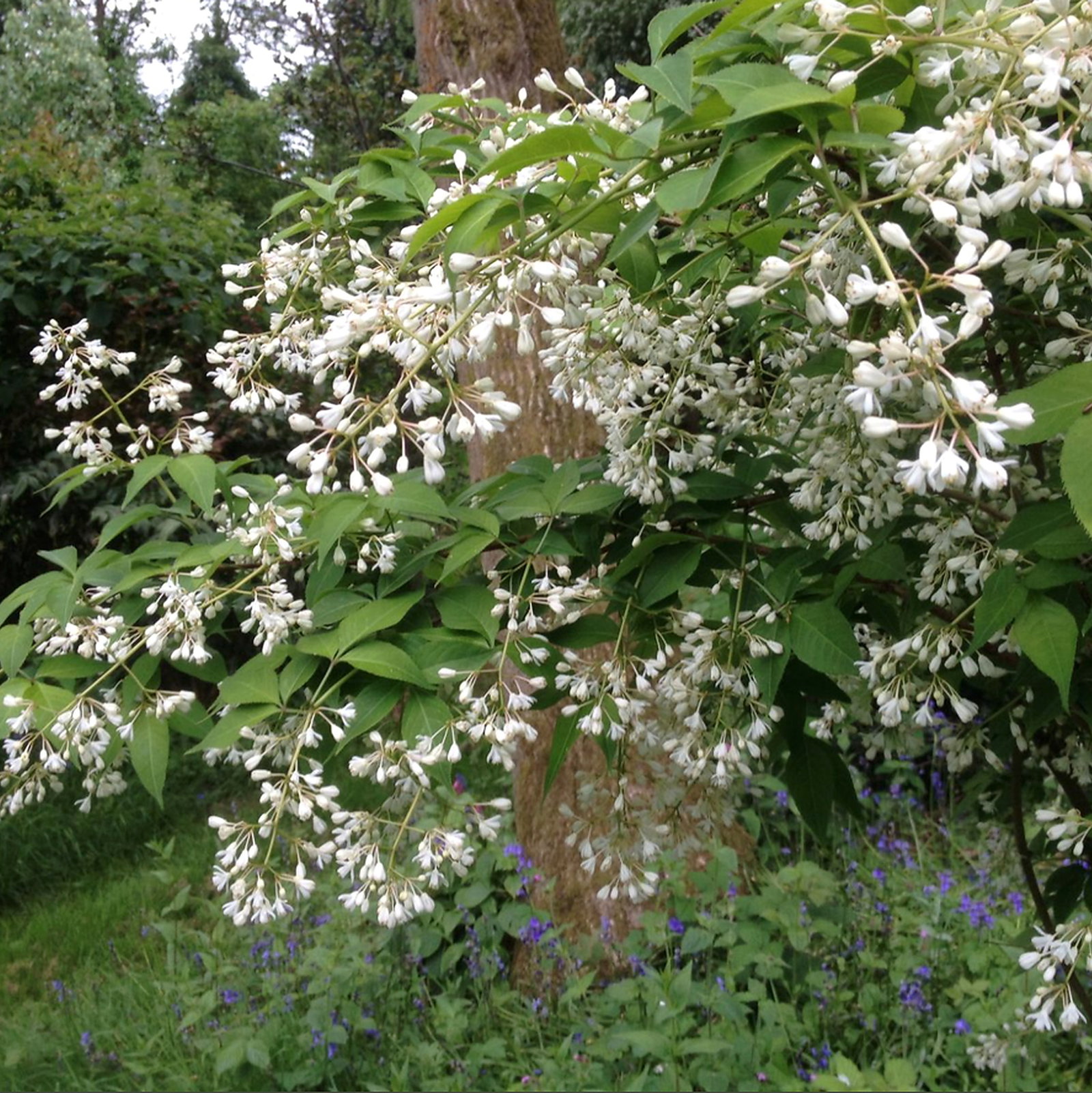 Staphylea Bumalda