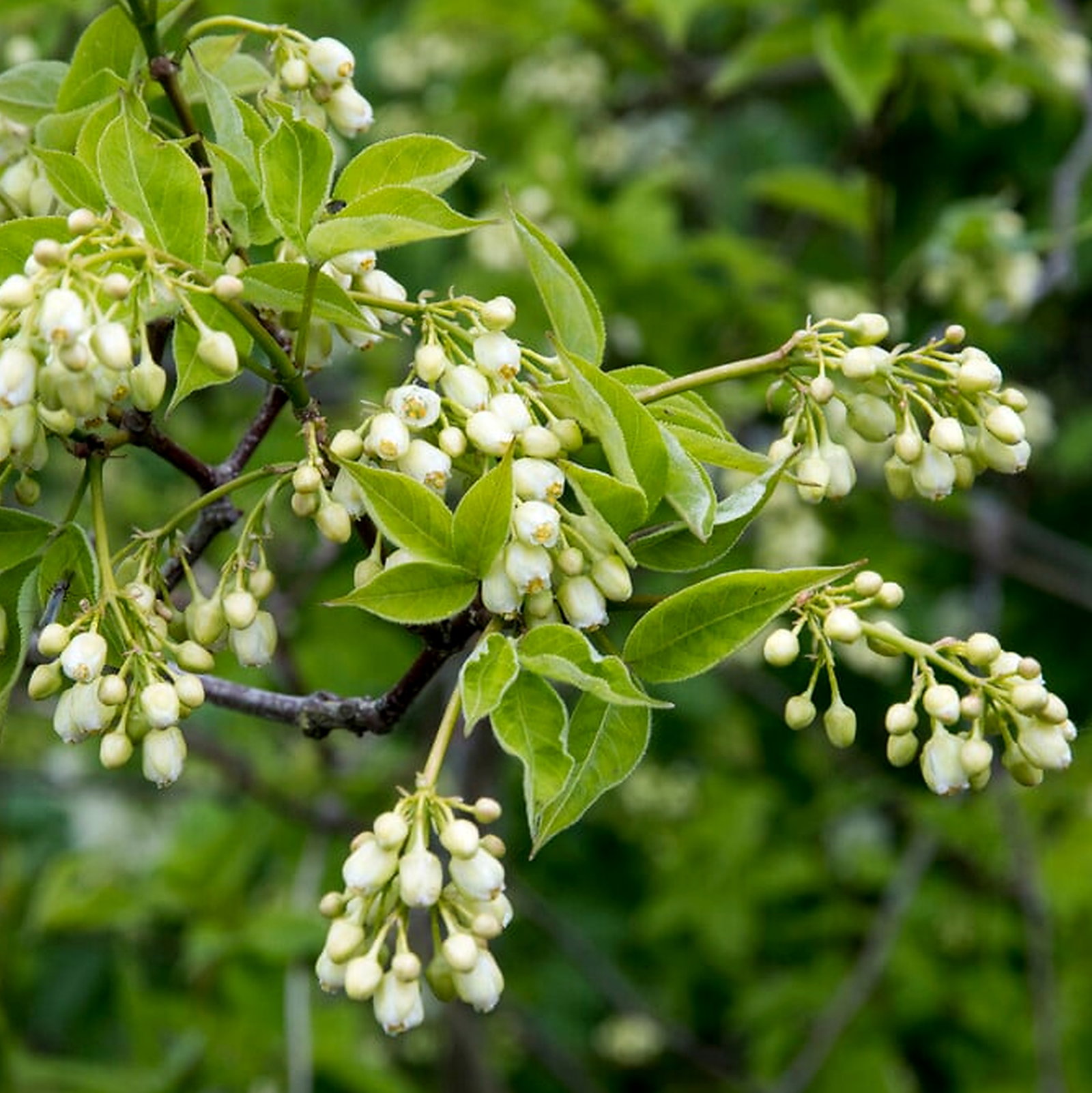 Staphylea Trifolia