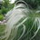 Ornamental Grass Seeds