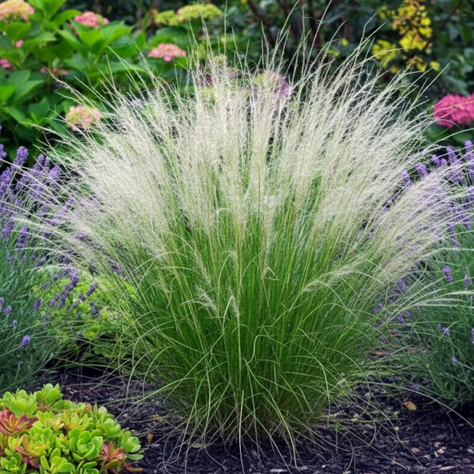 Stipa Trichotoma Palomino