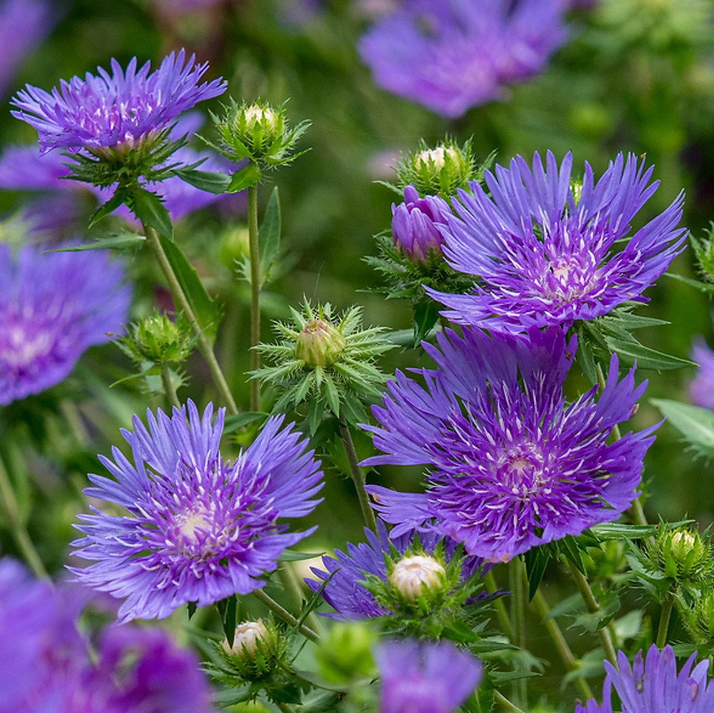 Stokesia Laevis