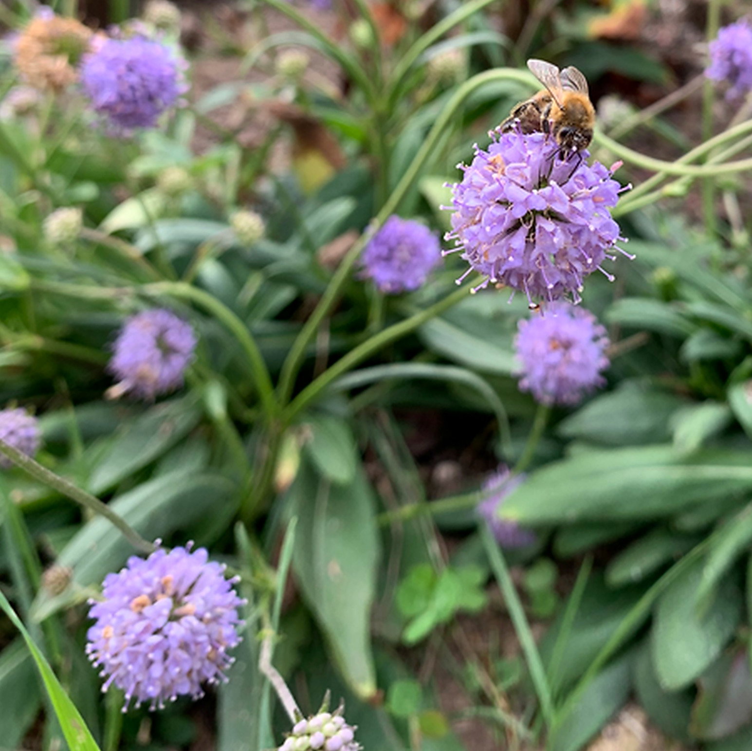 Succisa Pratensis Dwarf Form