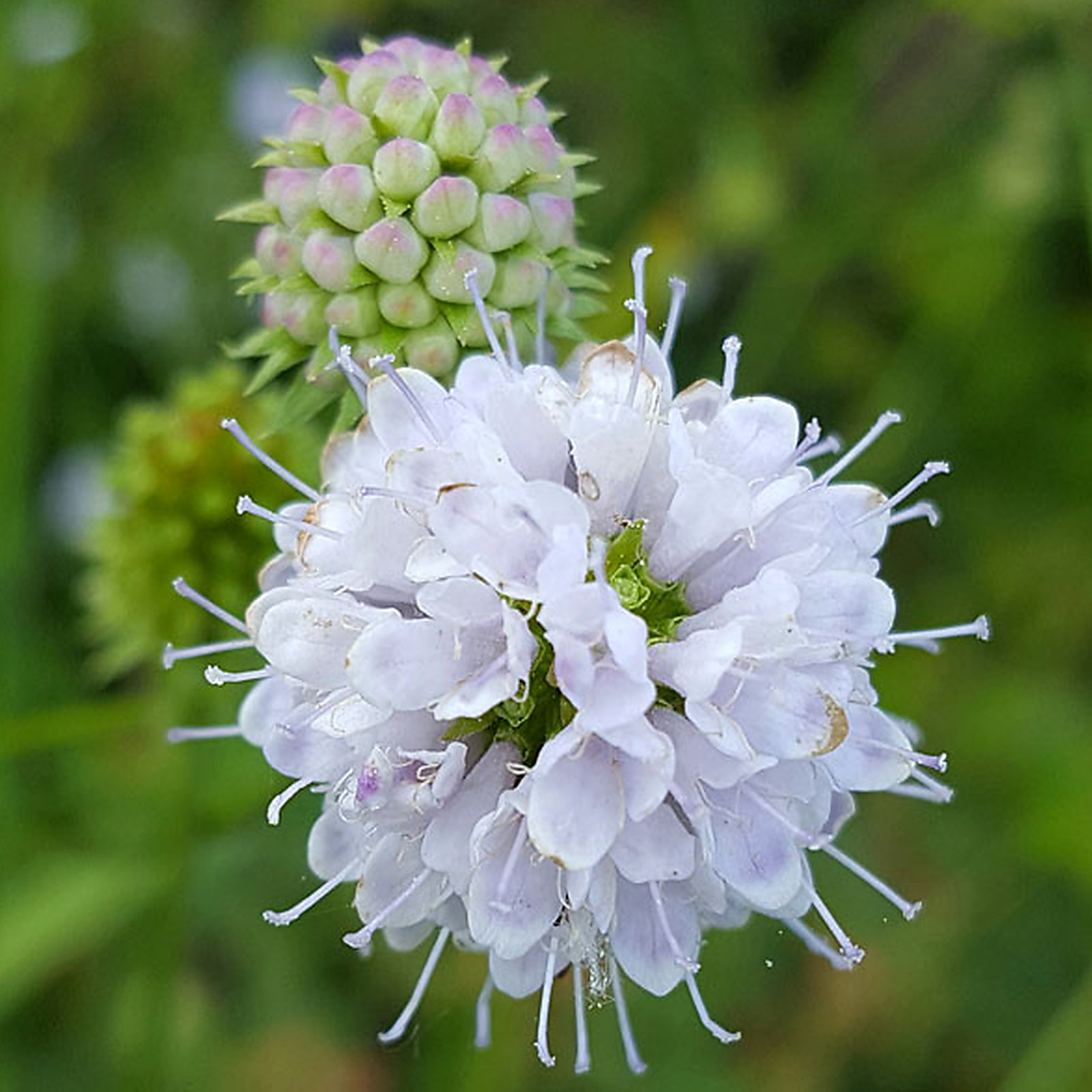 Succisella Inflexa Frosted Pearls