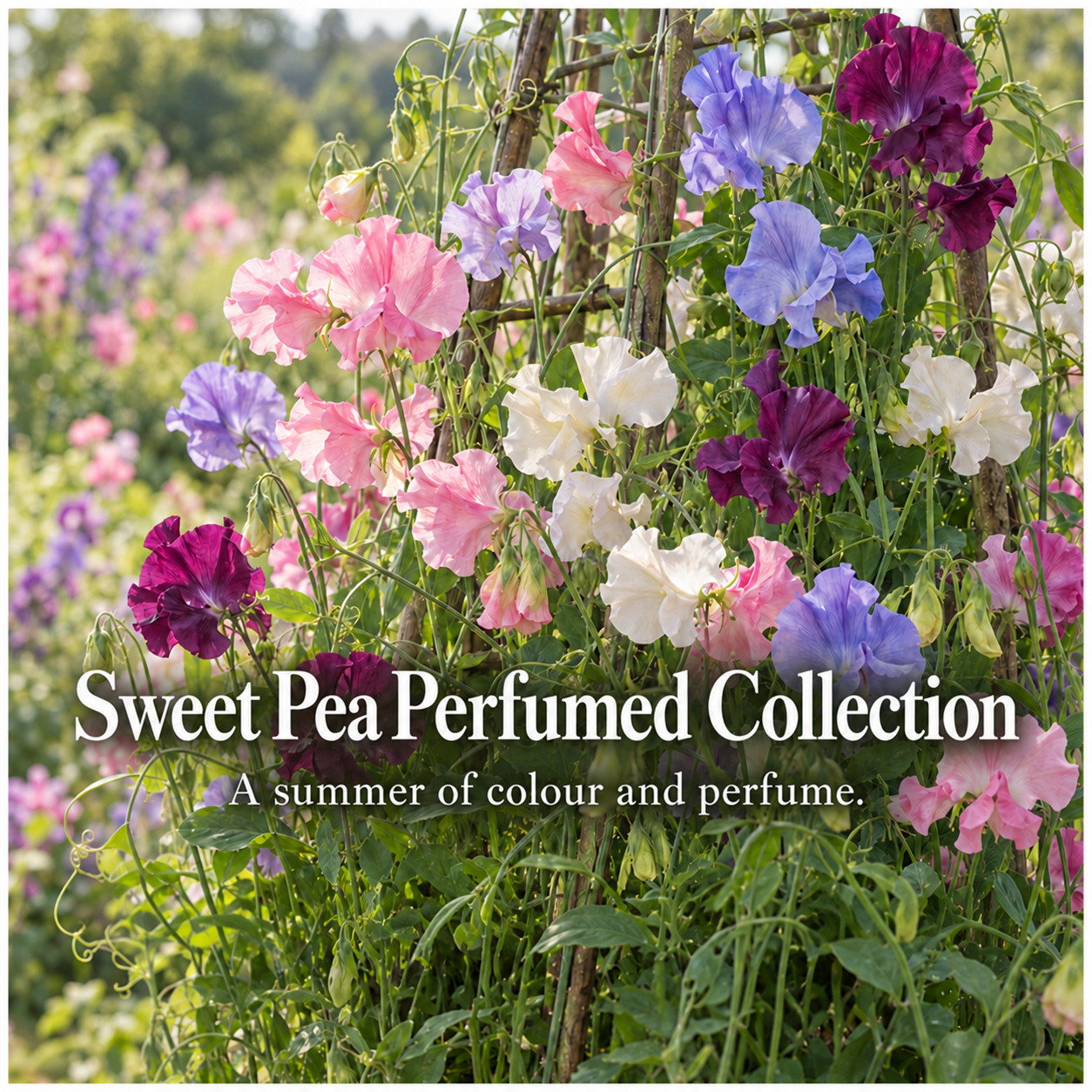 Sweet Pea Perfumed Collection