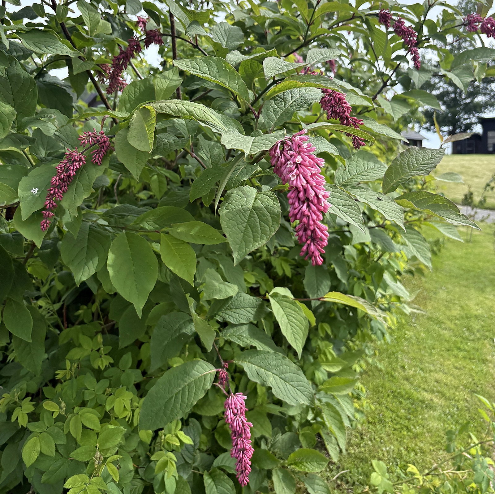 Syringa Komarowii Subsp Reflexa
