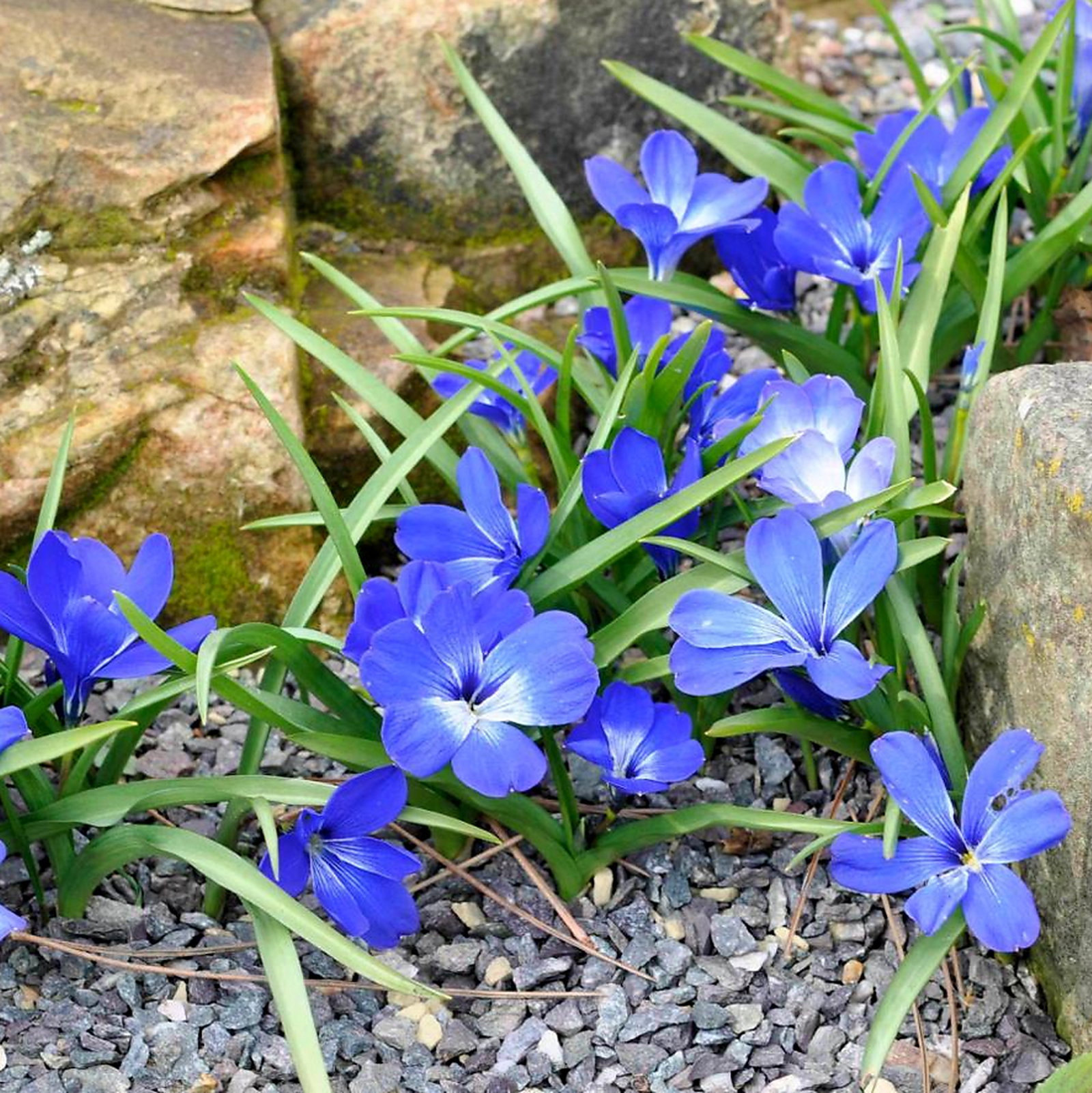 Tecophilaea Cyanocrocus