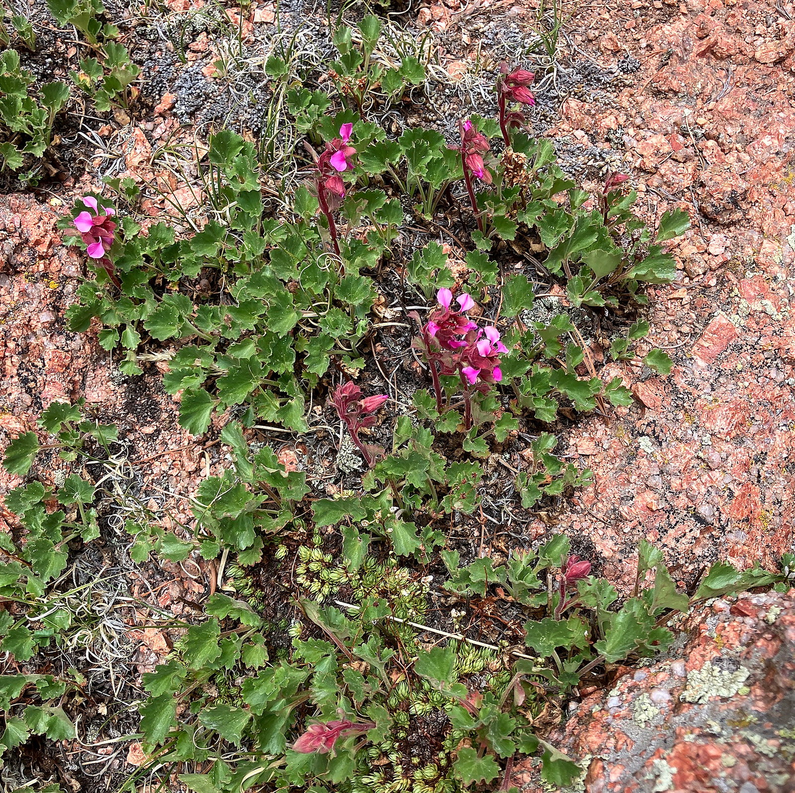 Telesonix Jamesii
