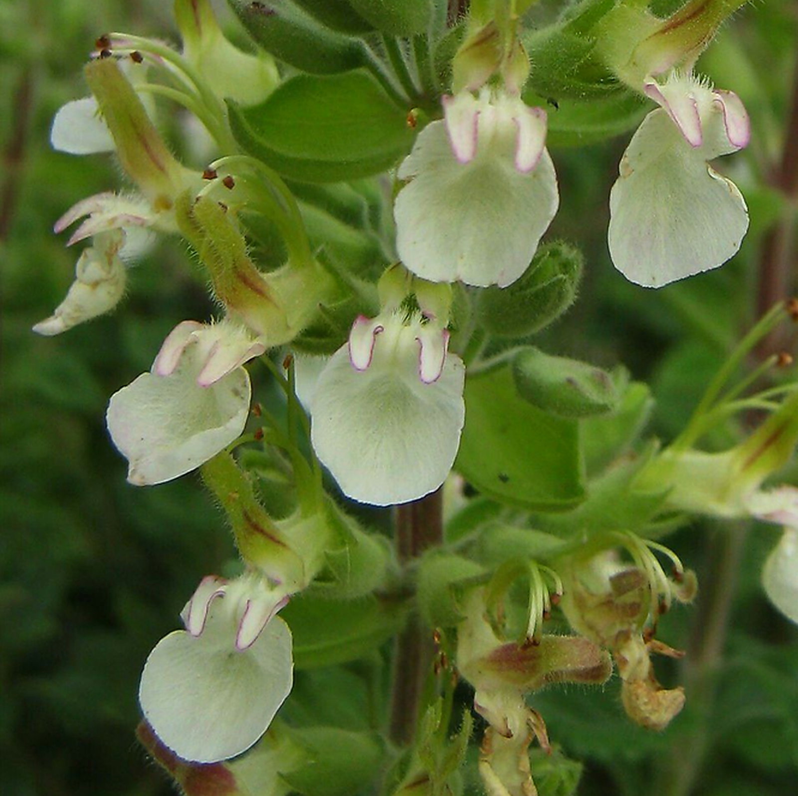 Teucrium Flavum