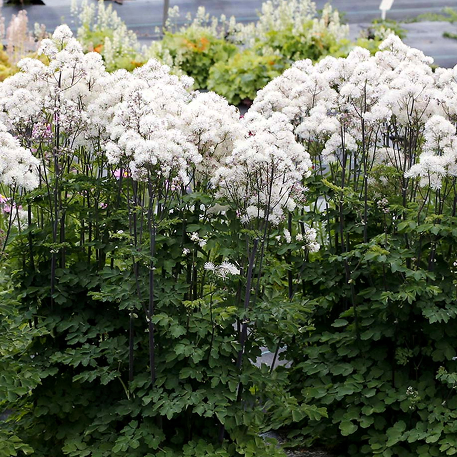 Thalictrum Aquilegiifolium Nimbus White