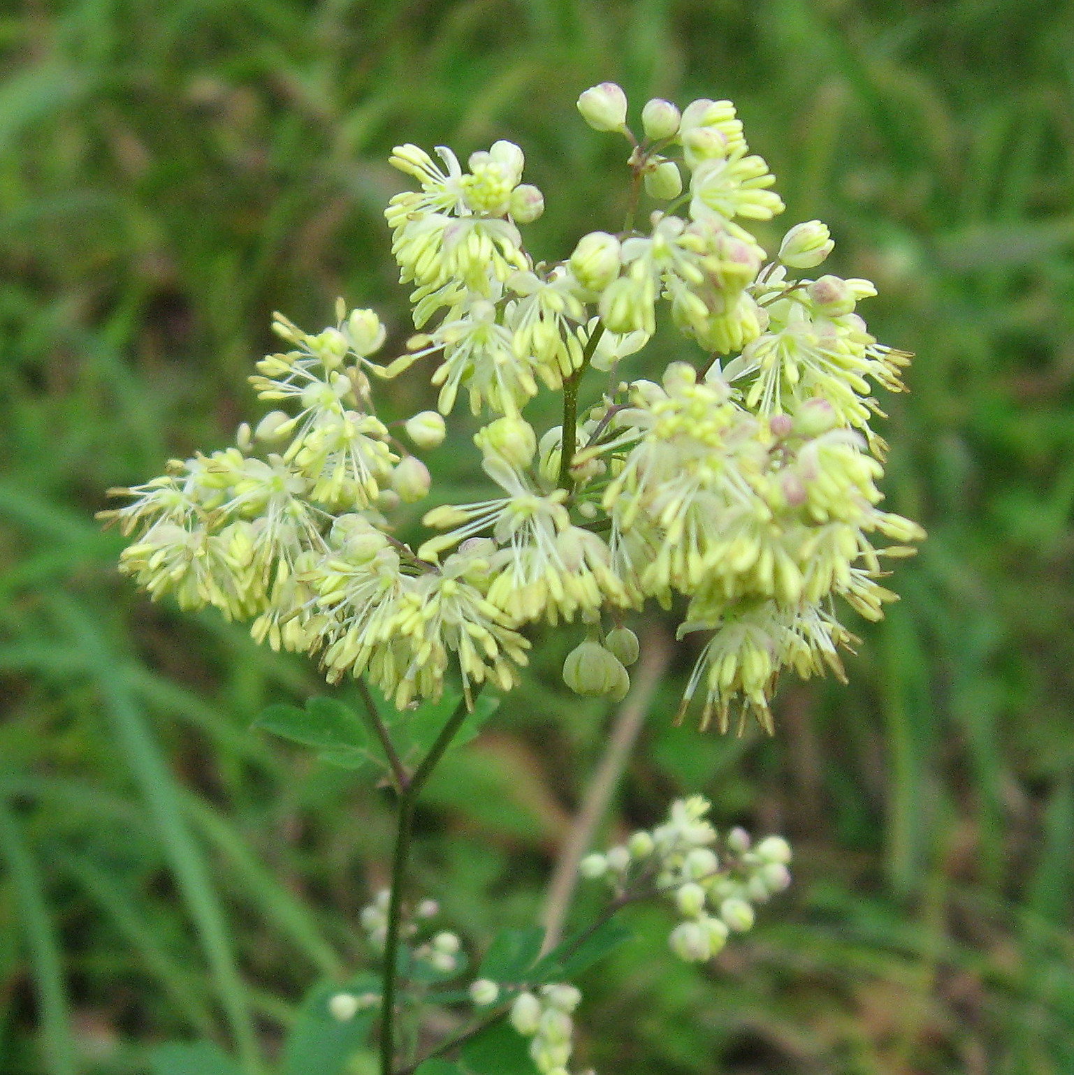 Thalictrum Minus Hypoleucum