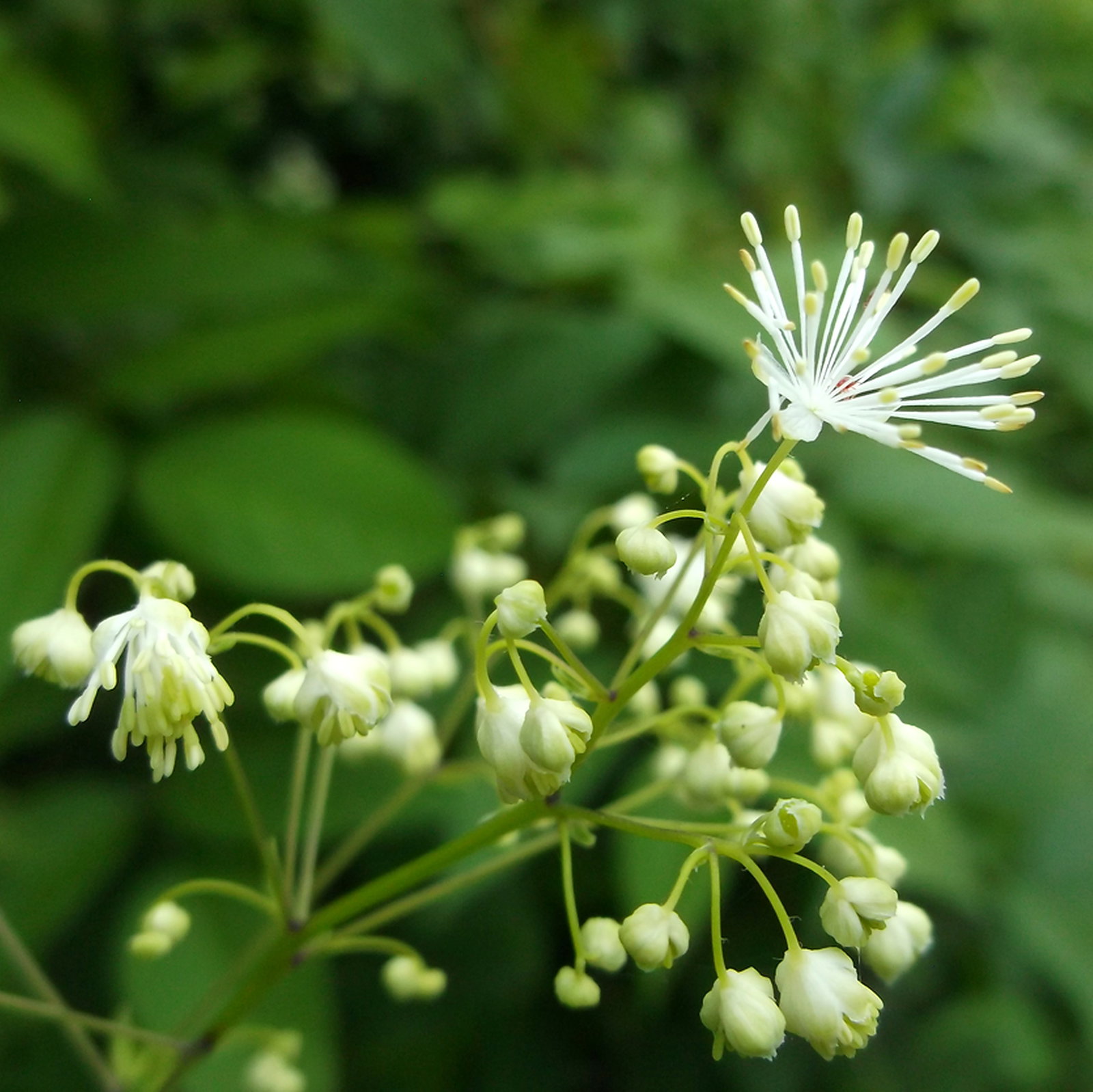 Thalictrum Pubescens