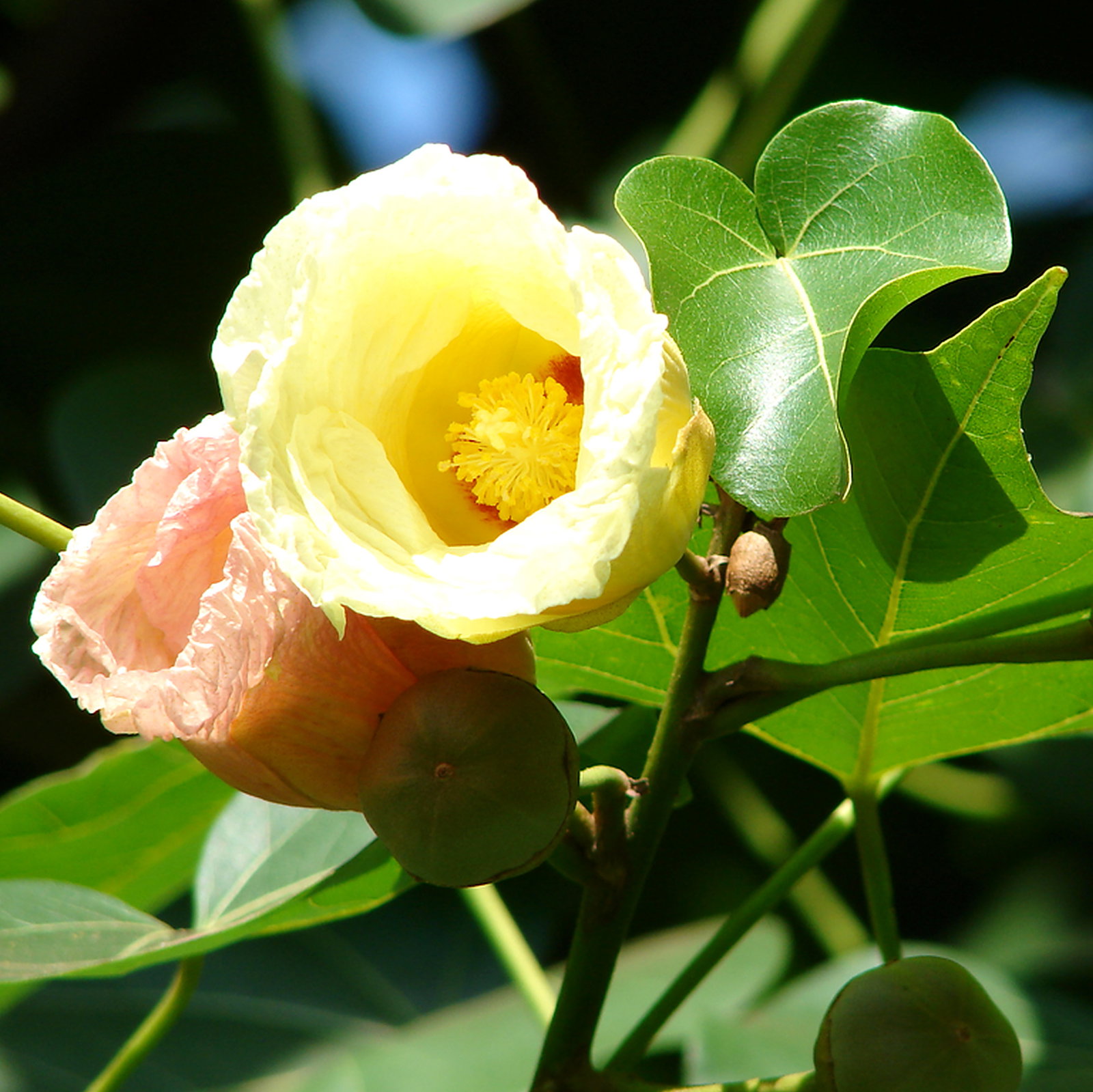 Thespesia Populnea