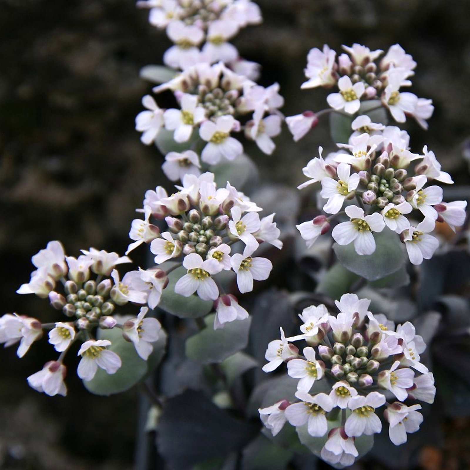 Thlaspi Zaffranii