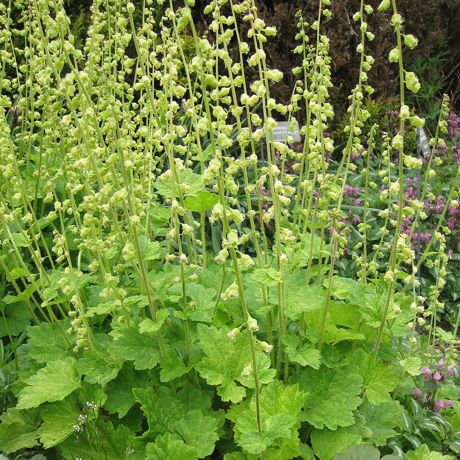 Tiarella Grandiflora