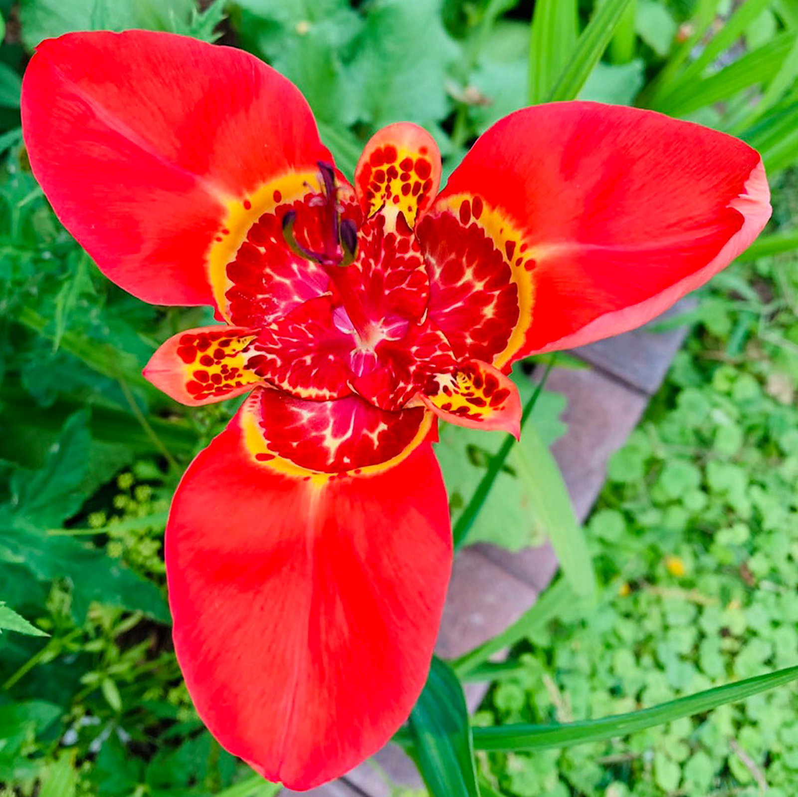 Tigridia Pringlei