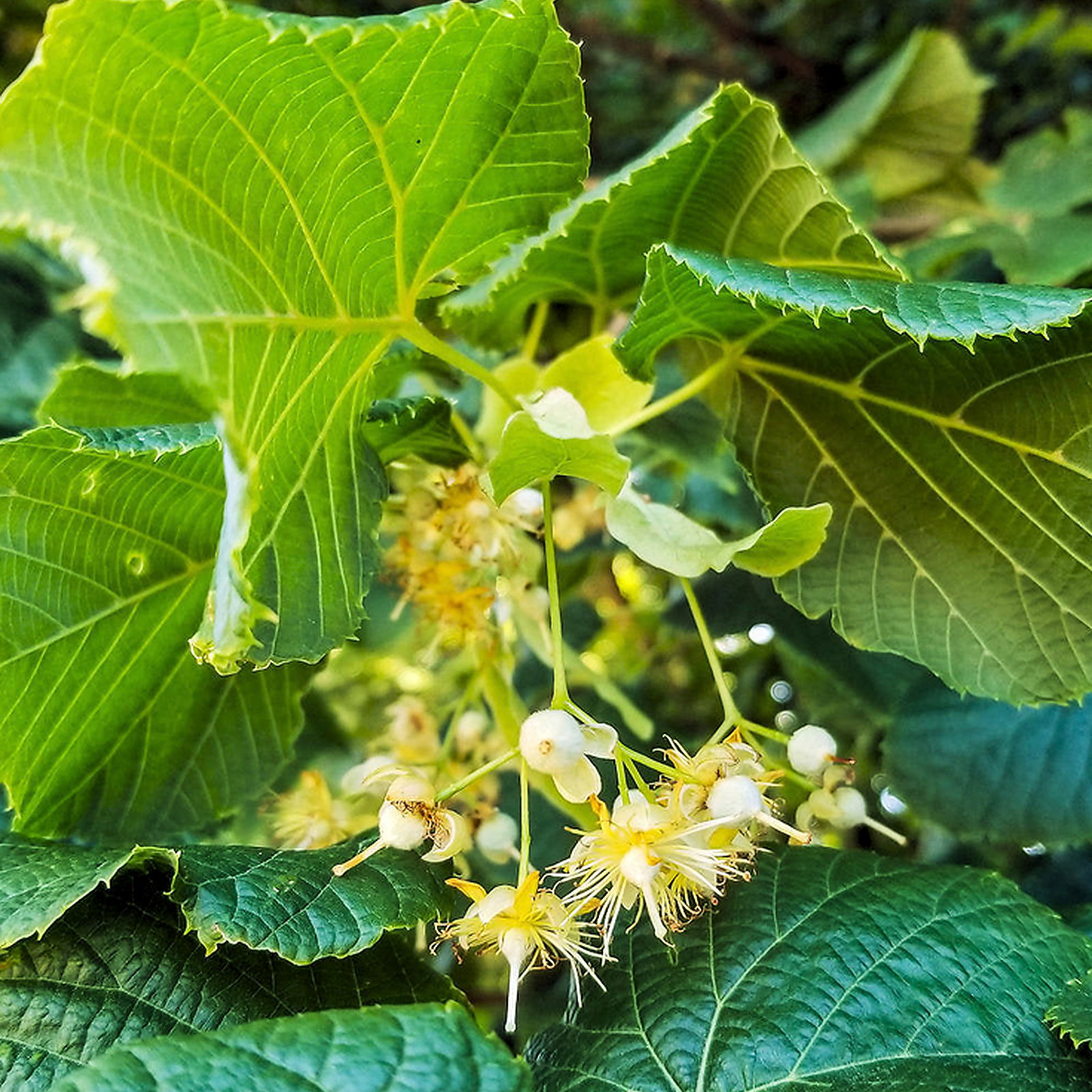 Tilia Platyphyllos