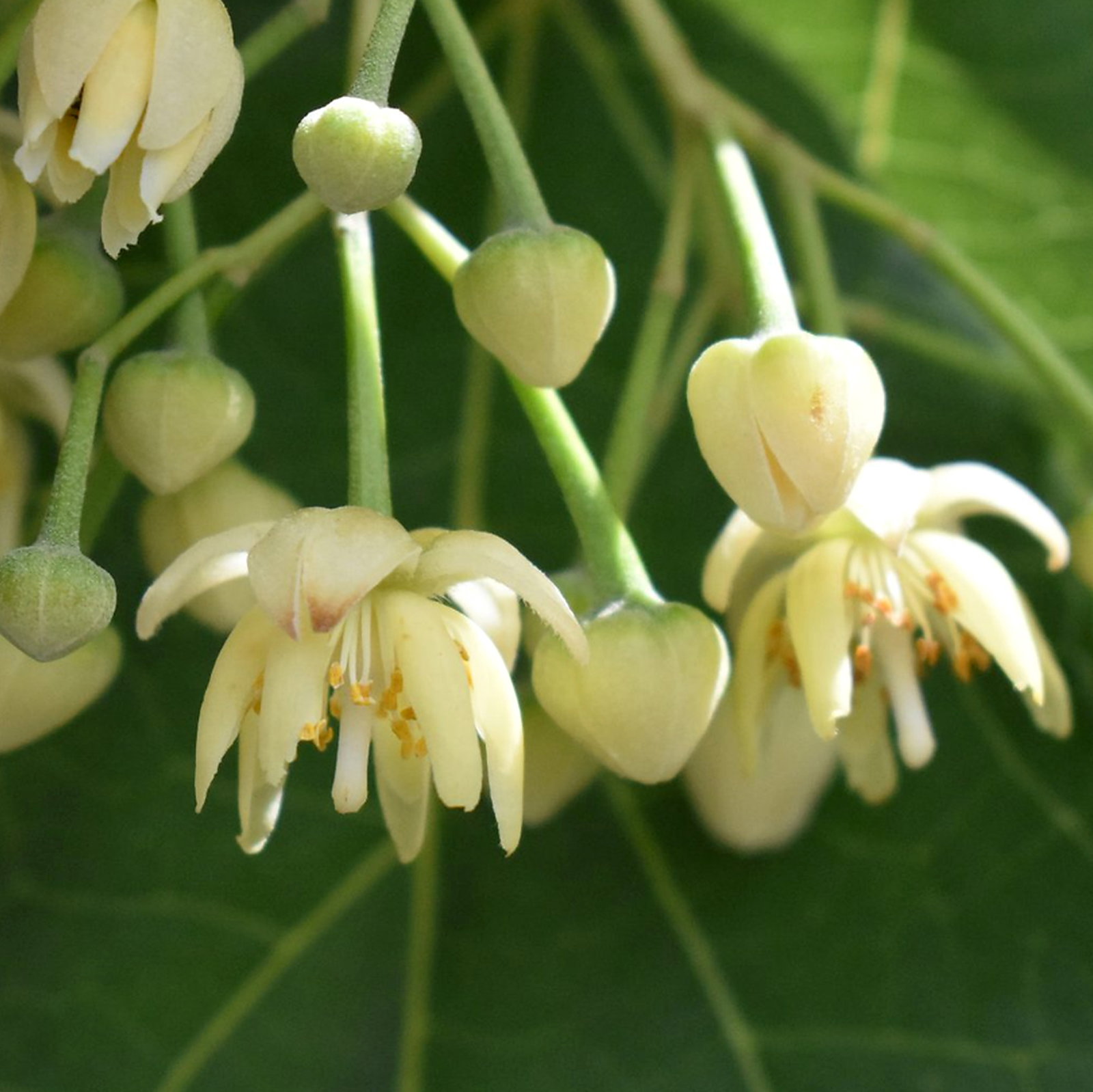 Tilia Tuan