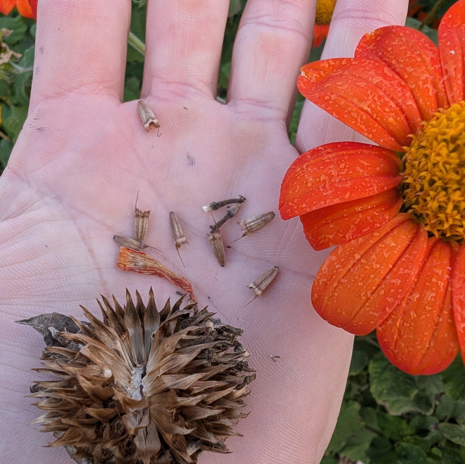 Tithonia Rotundifolia