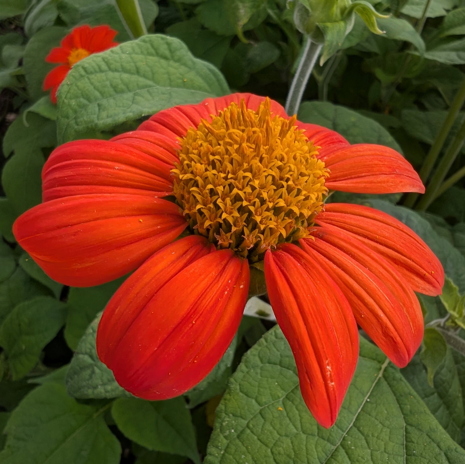 Tithonia Rotundifolia