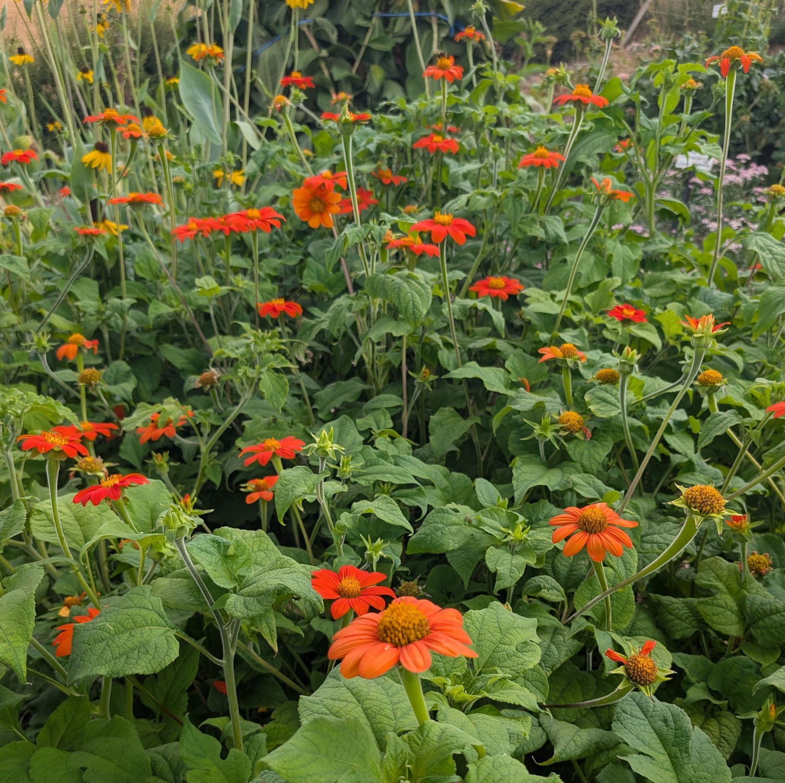 Tithonia Rotundifolia