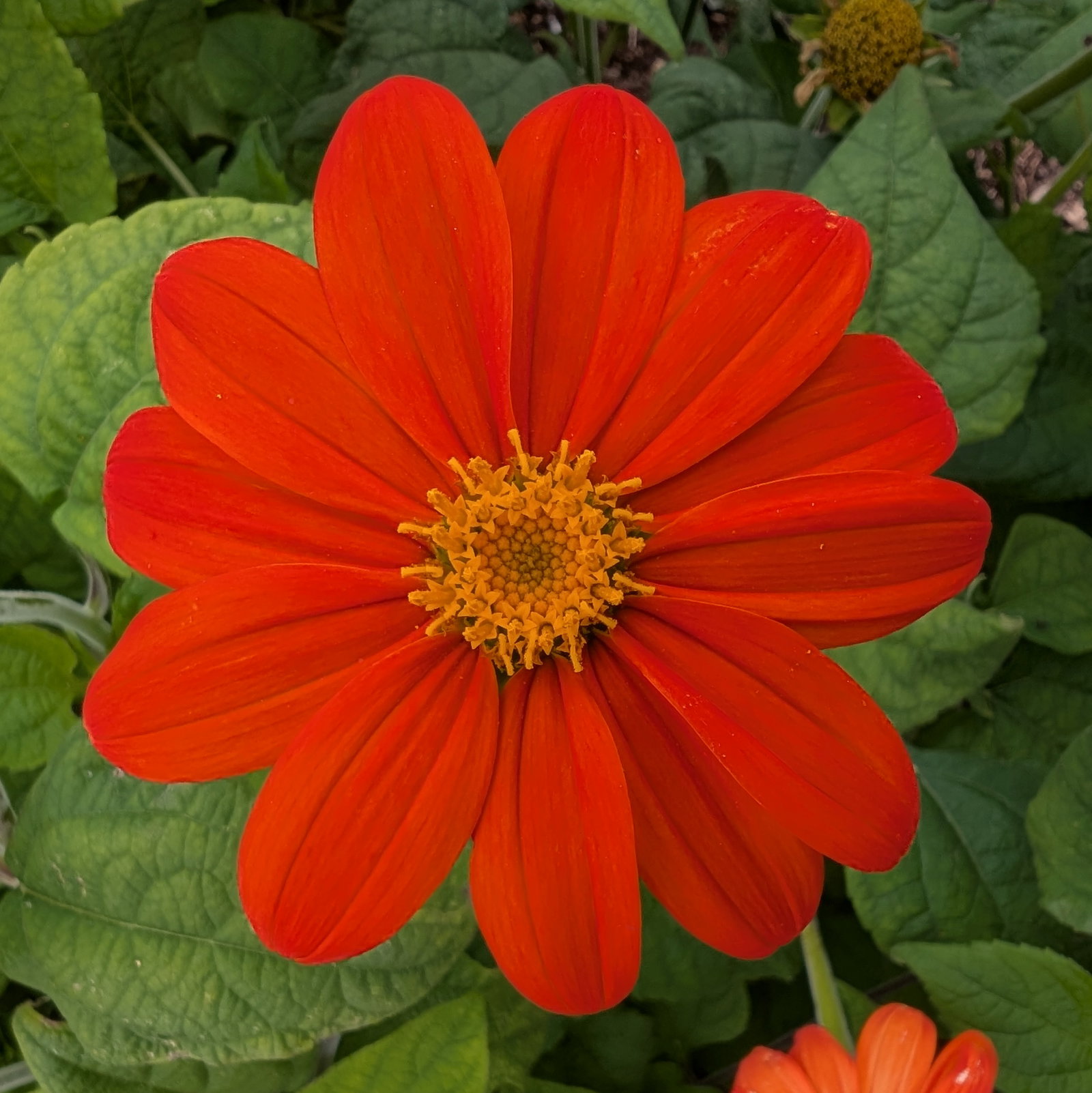 Tithonia Rotundifolia