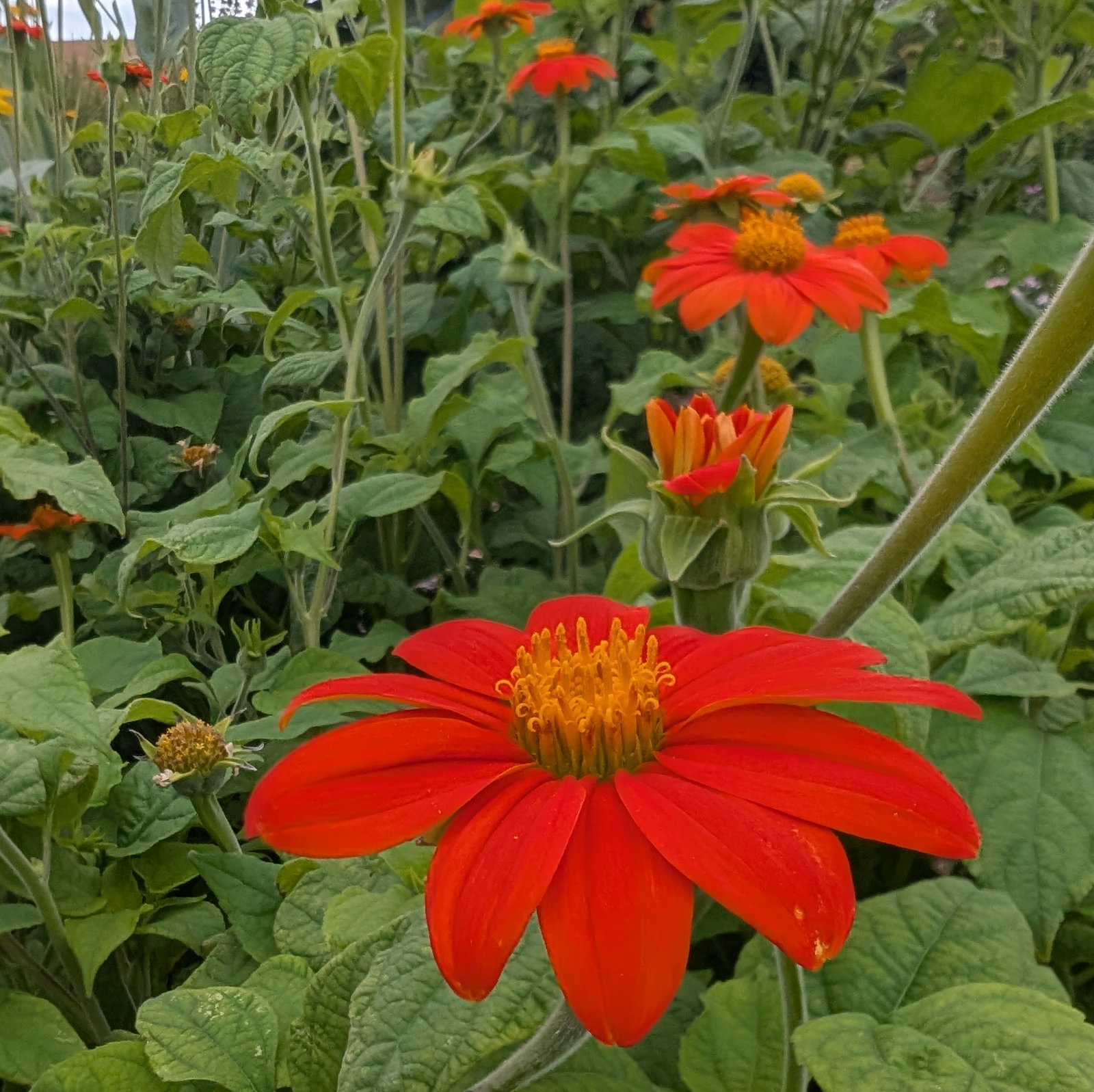 Tithonia Rotundifolia