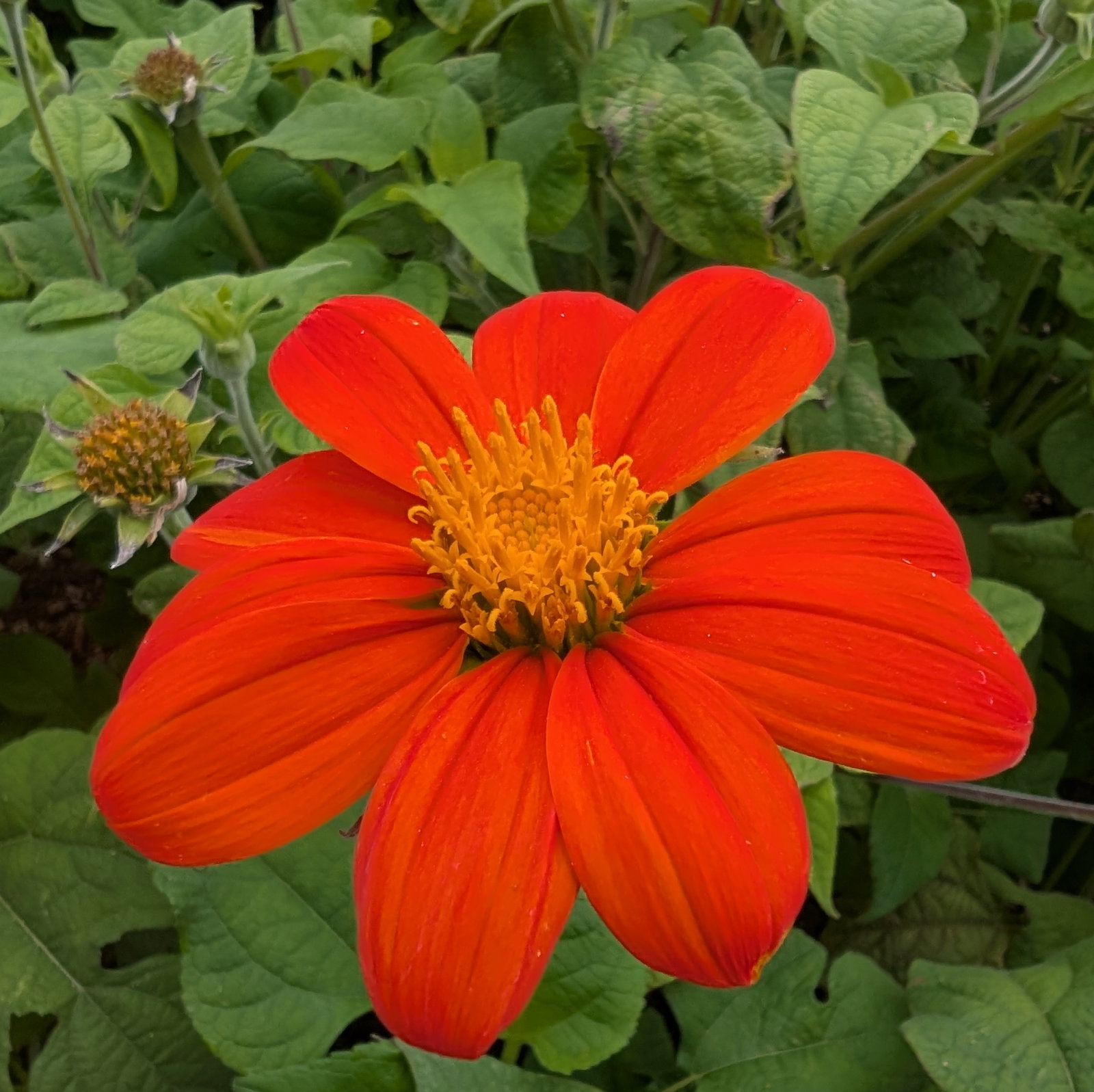Tithonia Rotundifolia