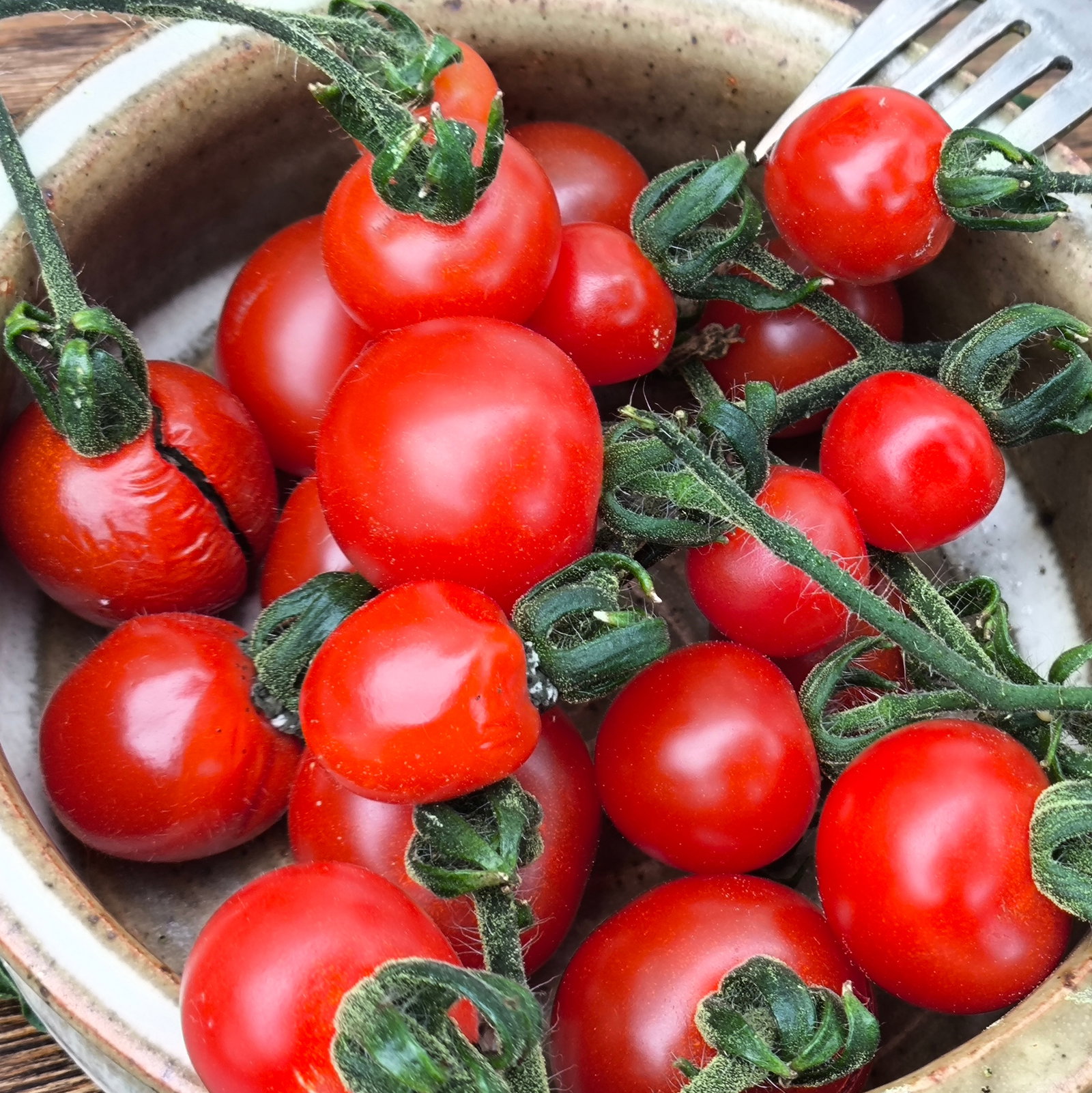 Tomato Baby Boomer