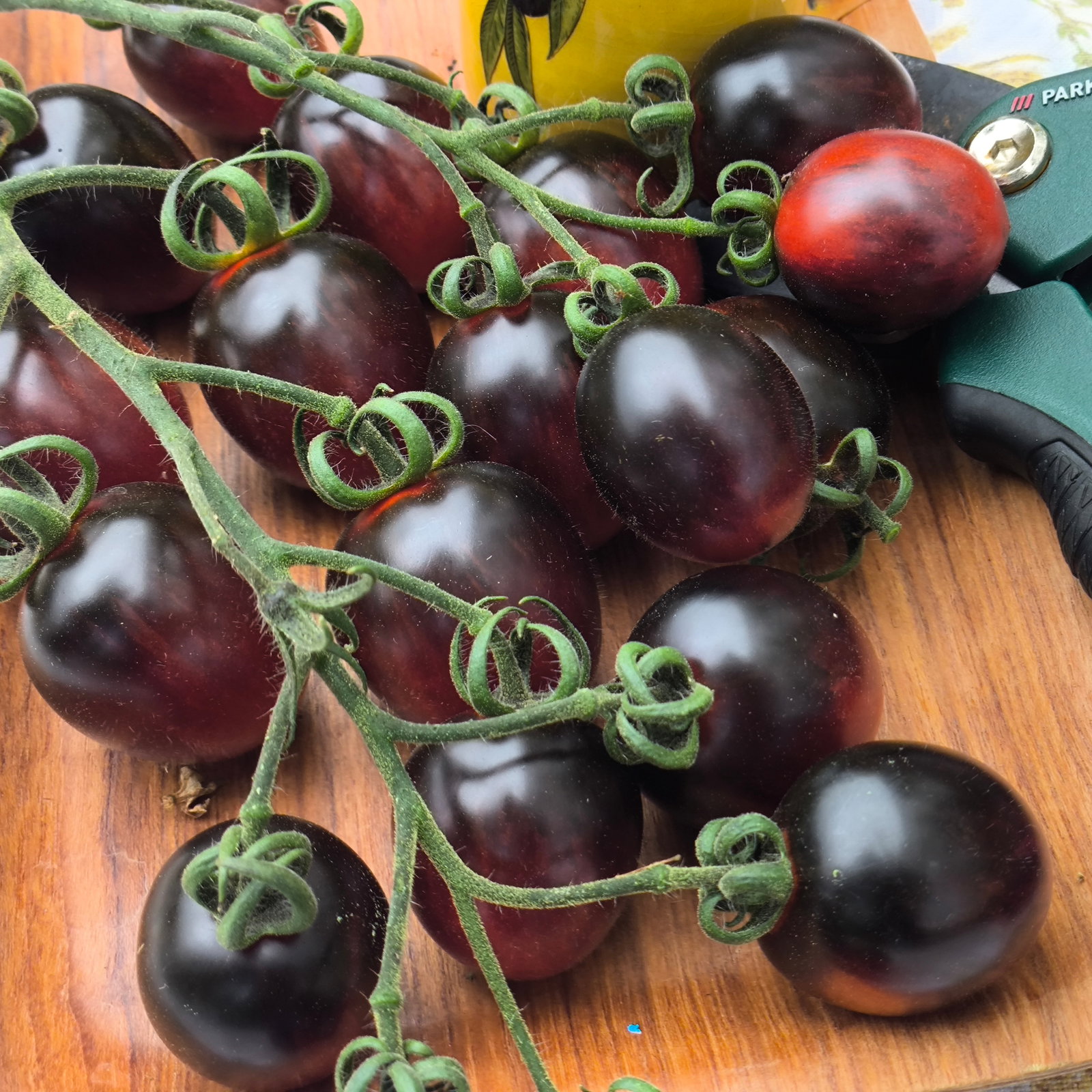 Tomato Black Moon