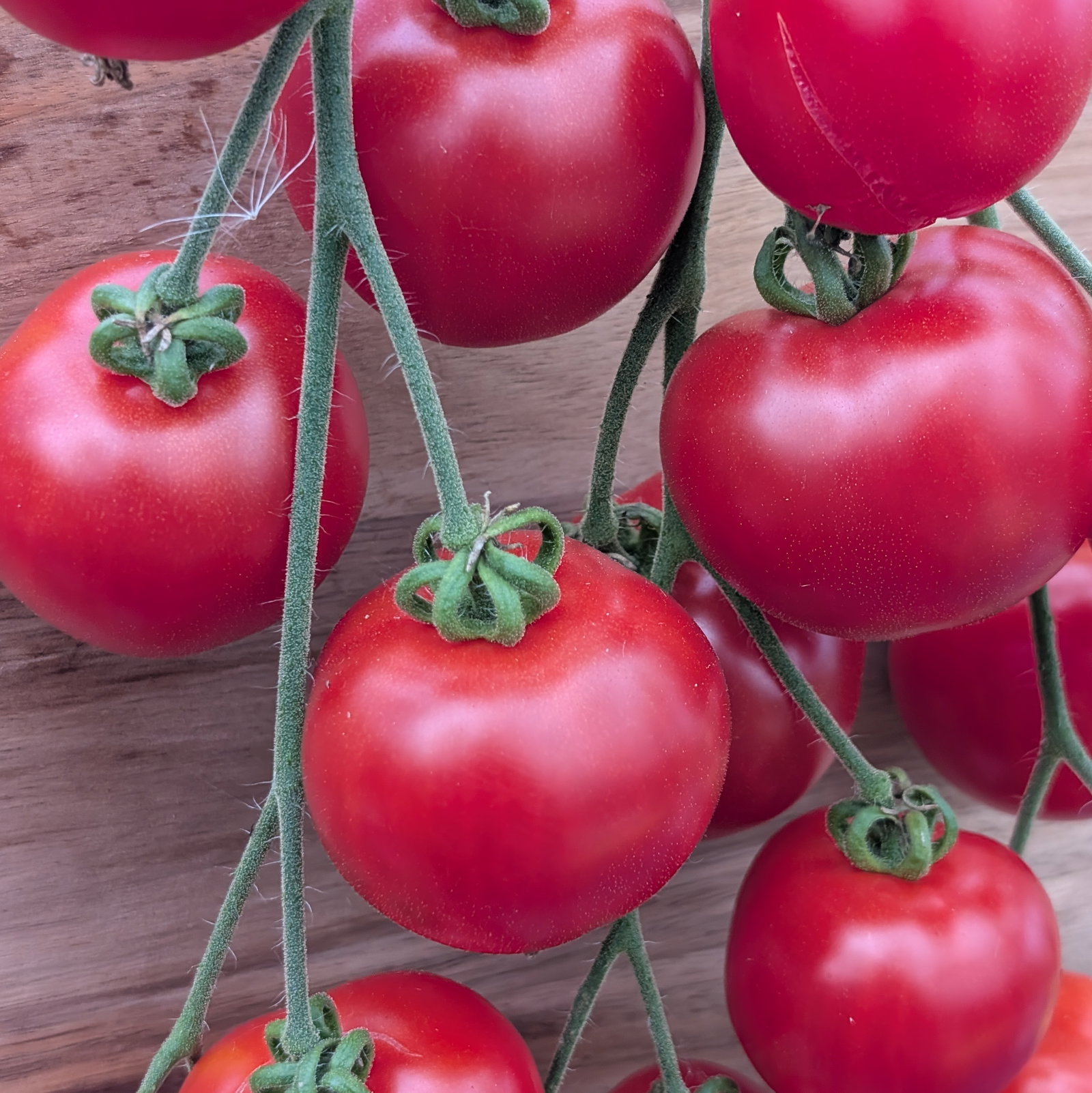 Tomato Bloody Butcher