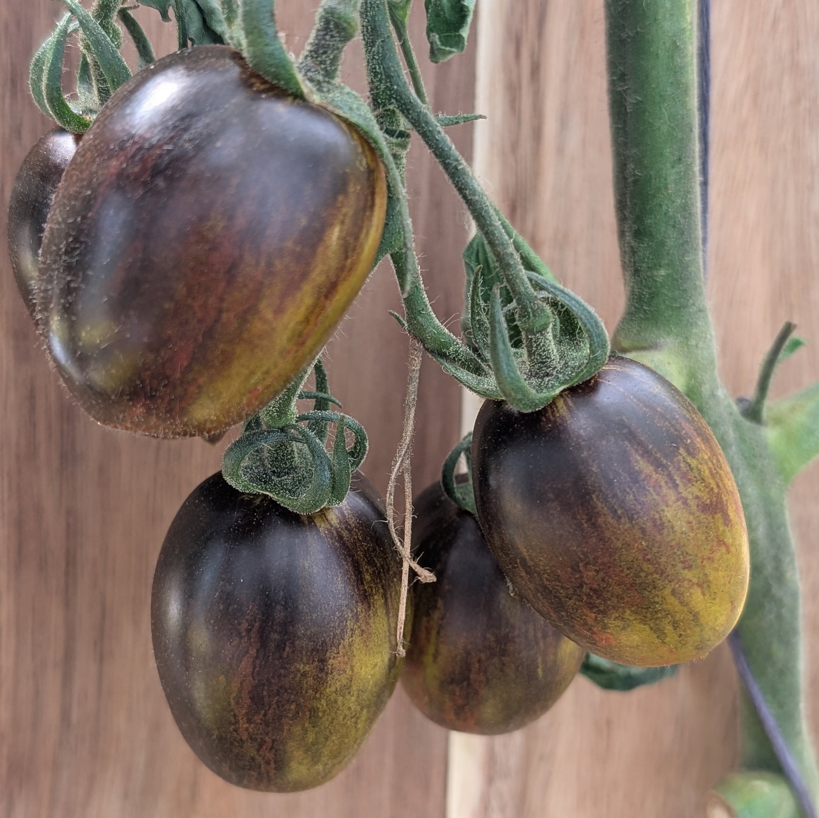 Tomato Brad's Atomic Grape