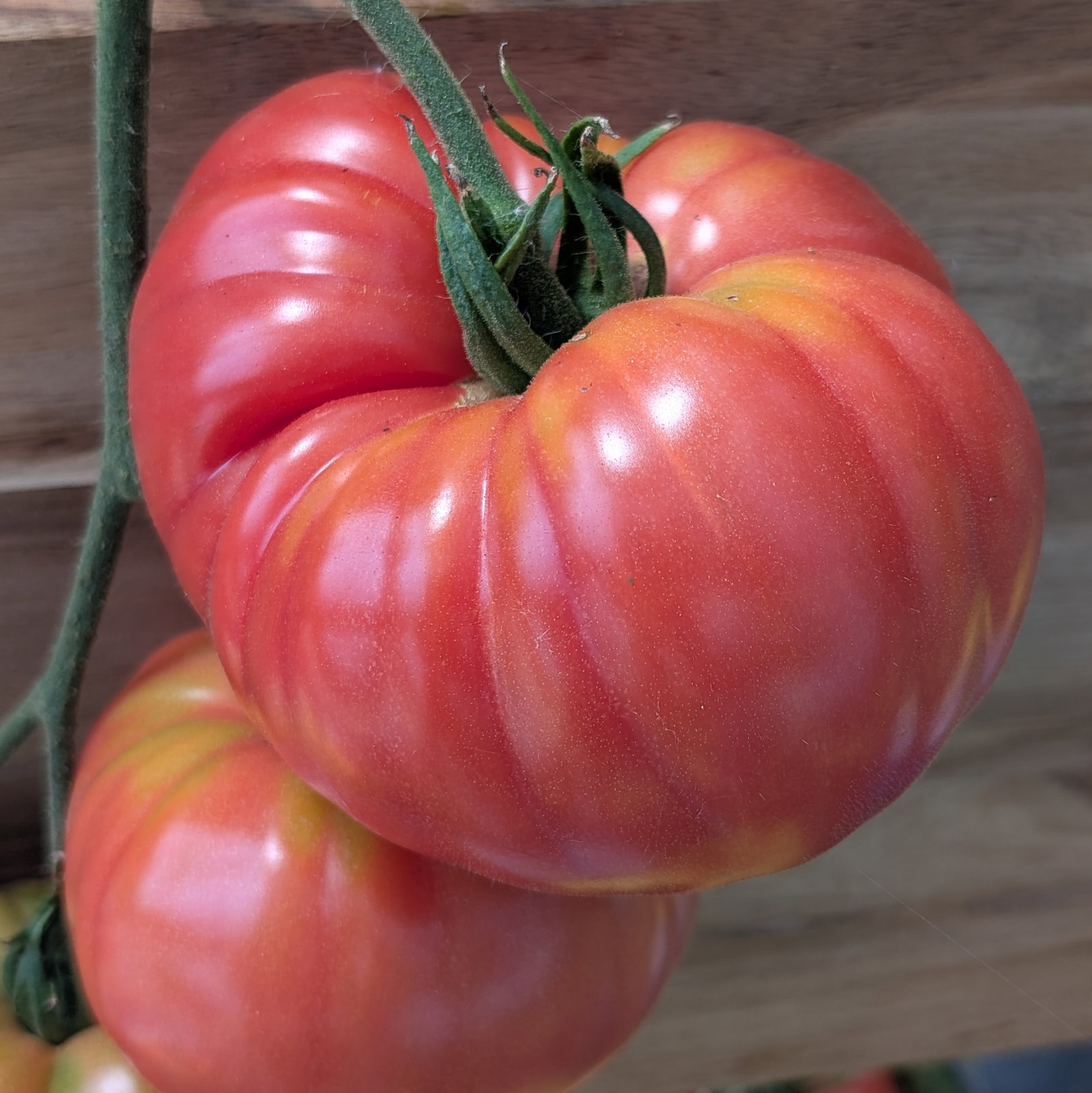 Tomato Brandy Boy