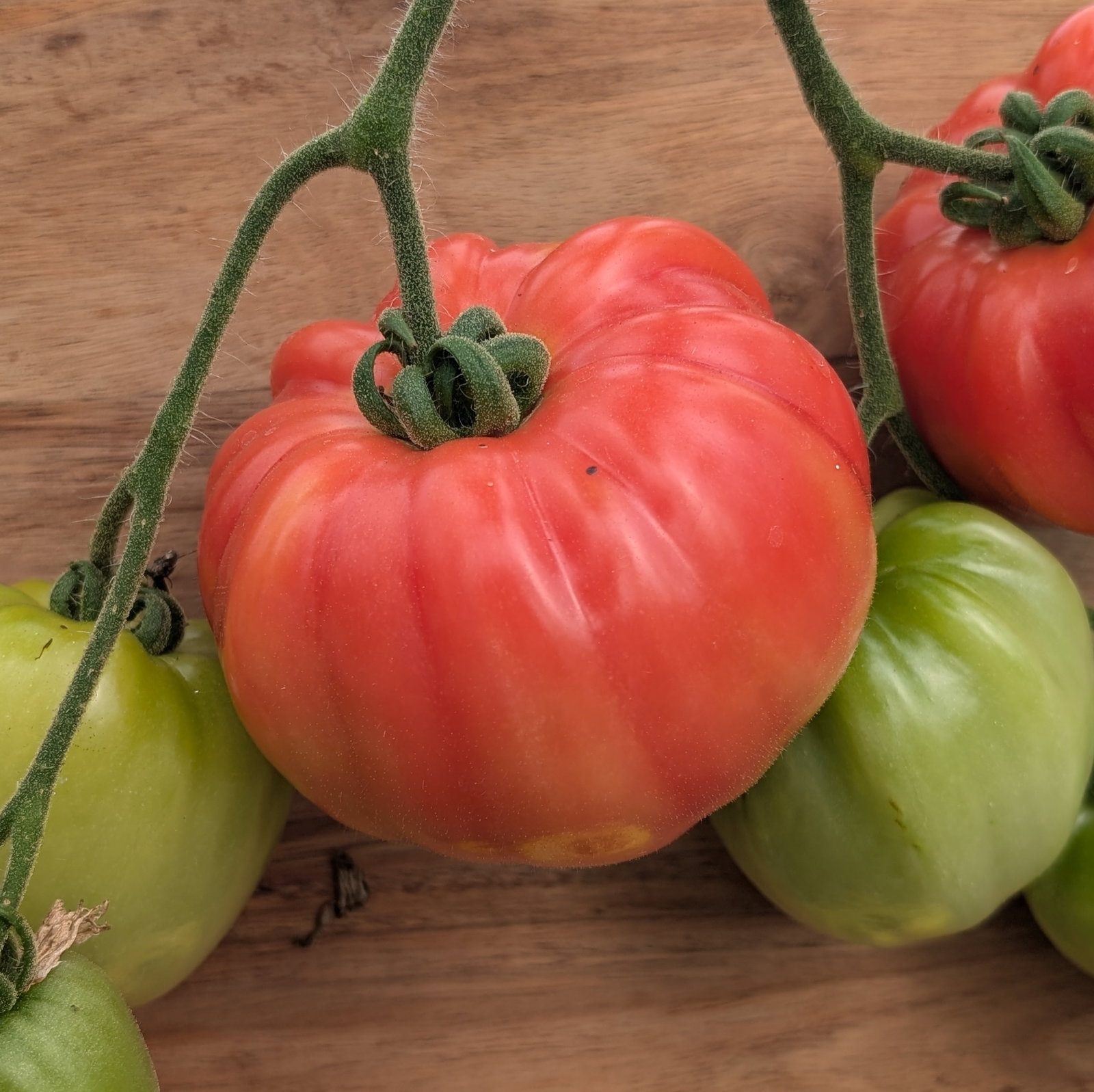 Tomato Cuor Di Bue