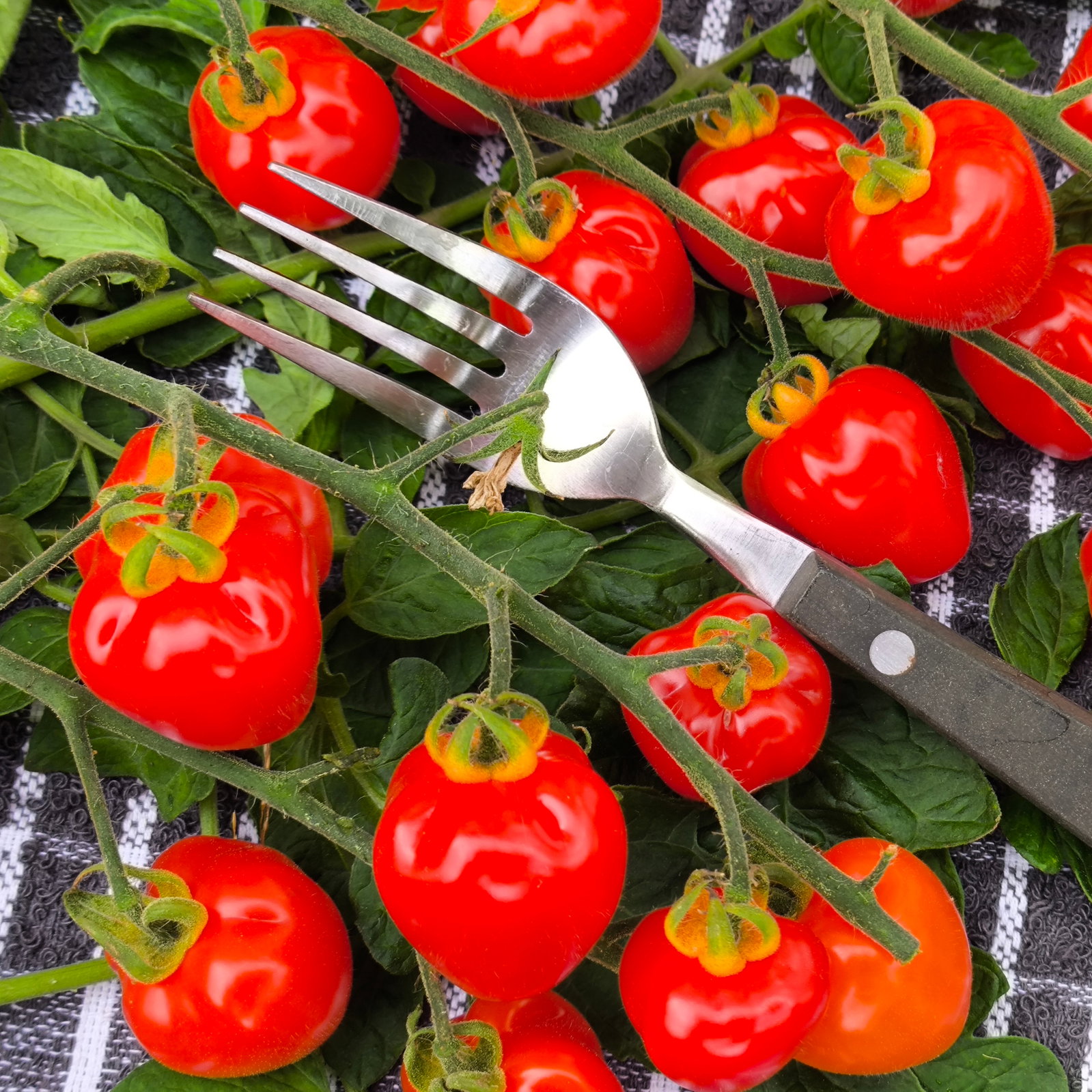 Tomato Fraise