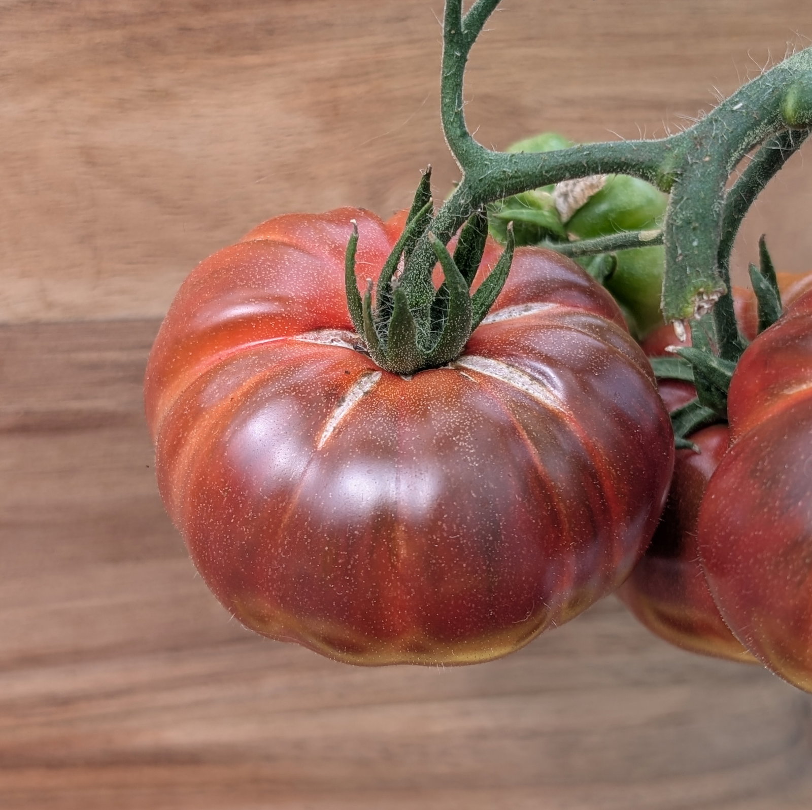 Tomato Purple Calabash