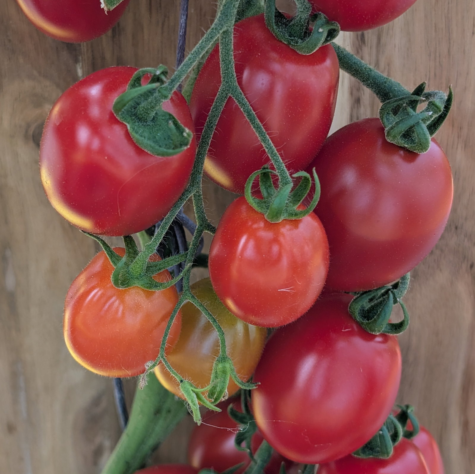 Tomato Ravello