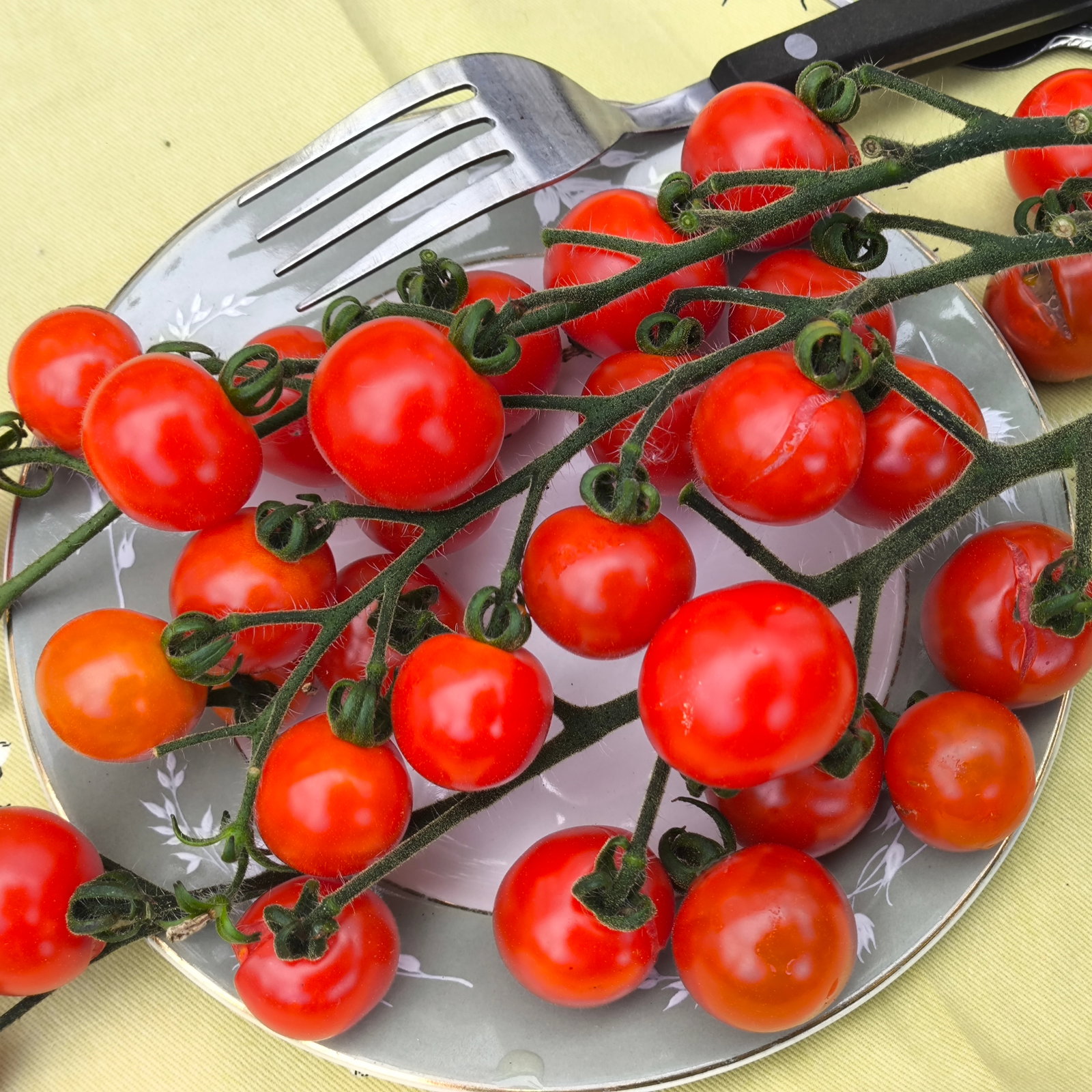 Tomato Rubinka