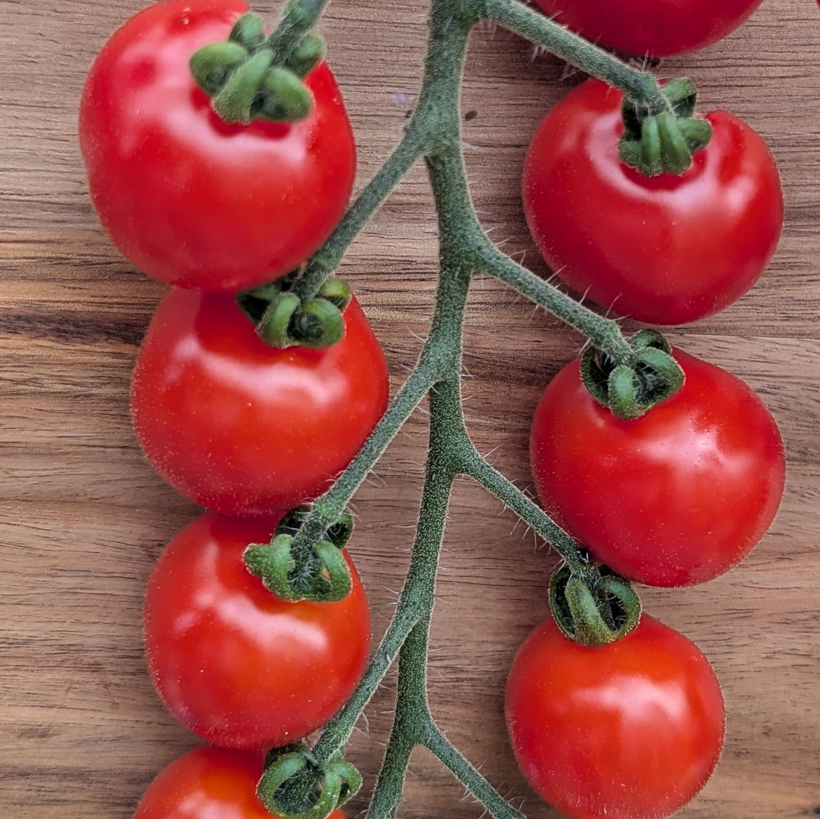Tomato Rubinka