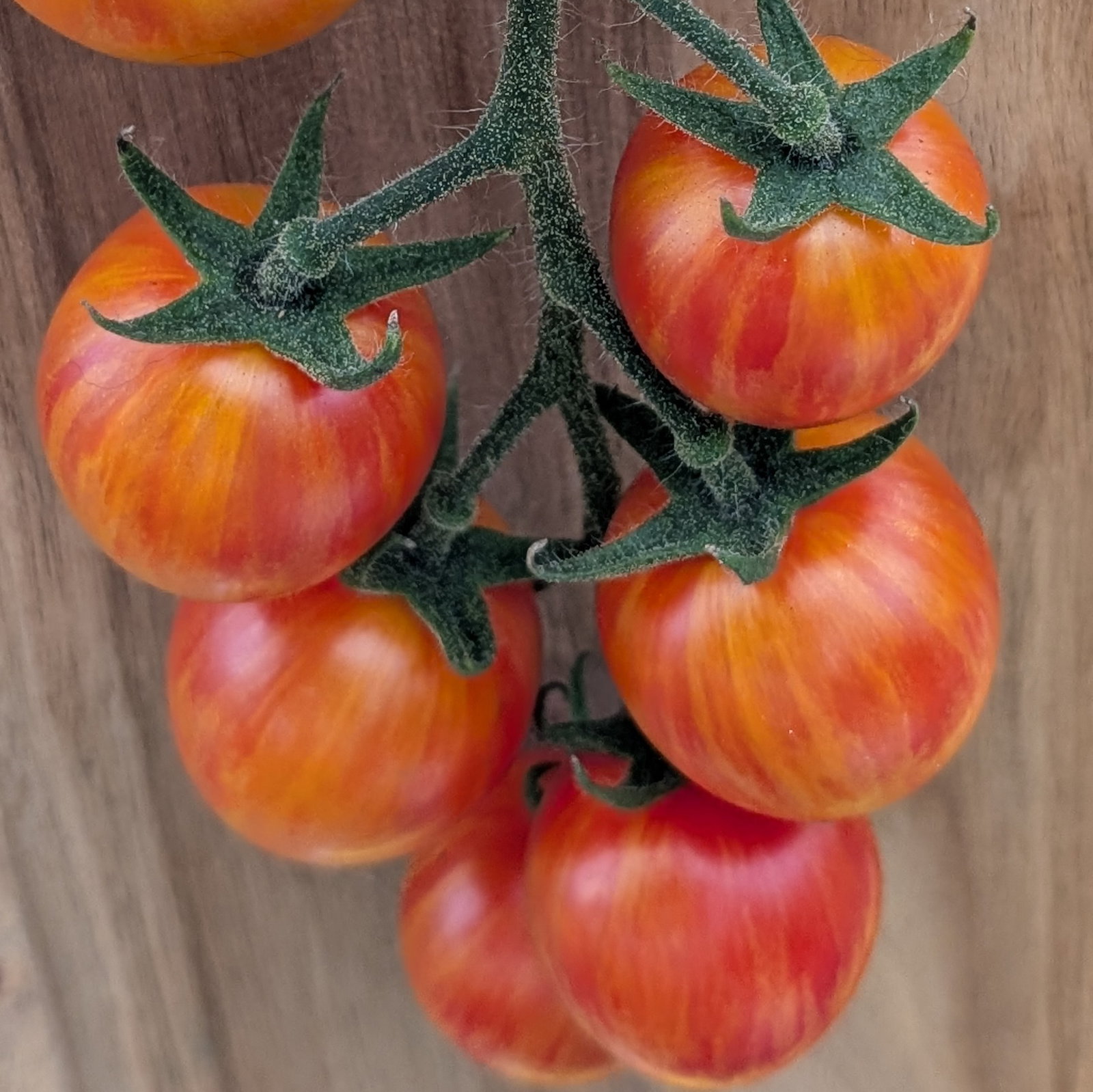 Tomato Sparky