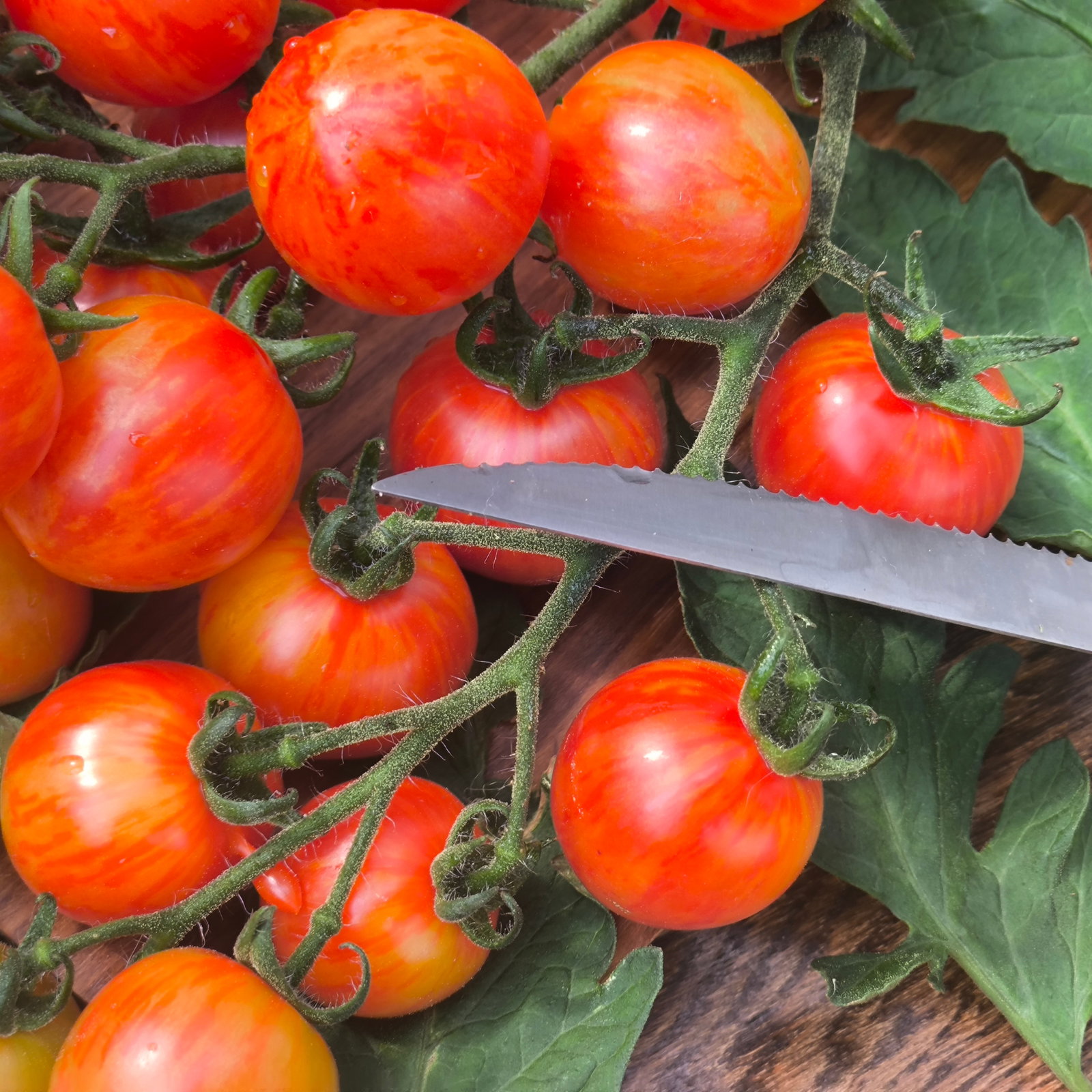Tomato Sparky