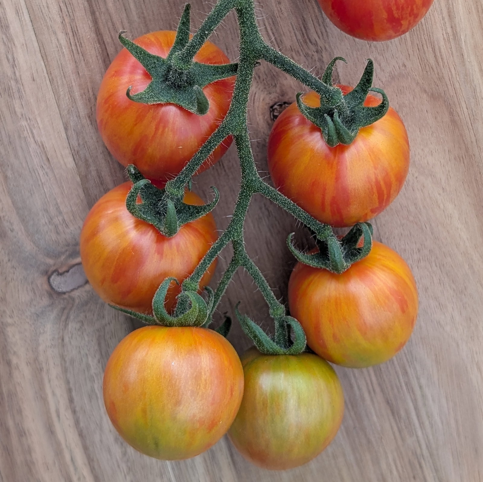 Tomato Sparky