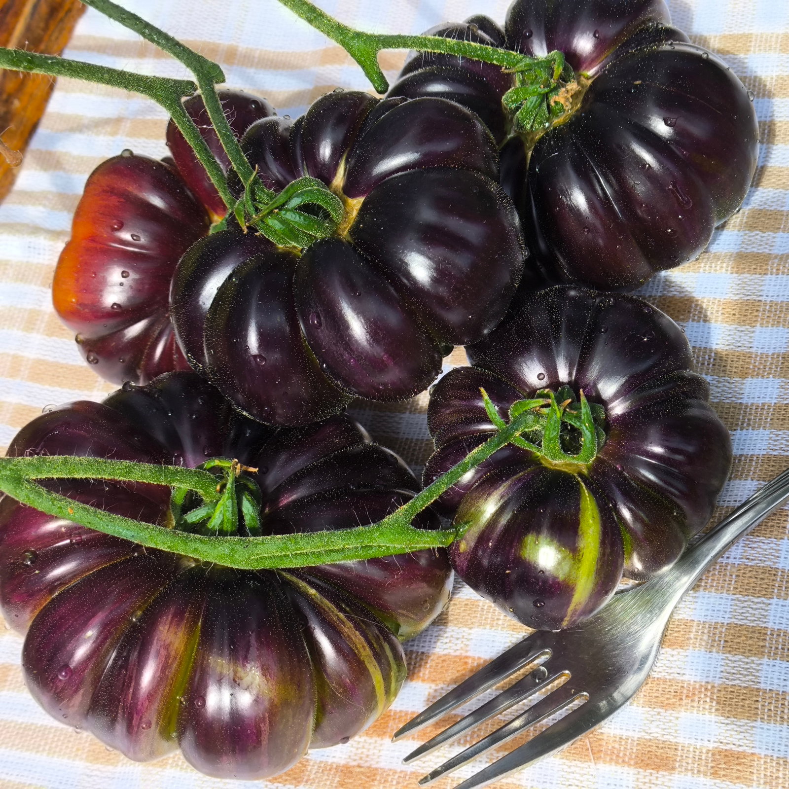 Tomato Sun Fired Flare