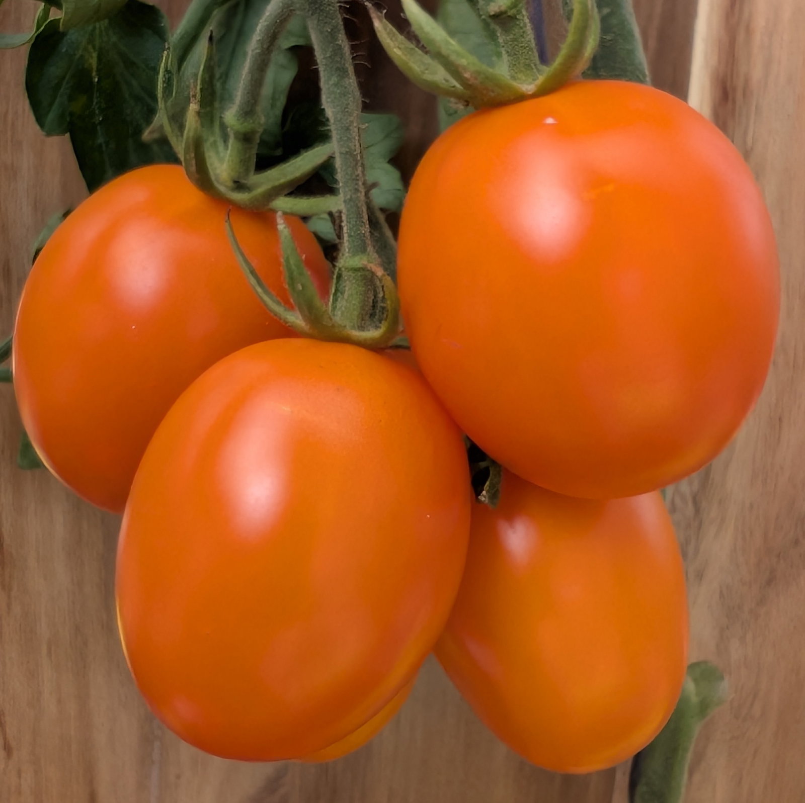 Tomato Vivacious