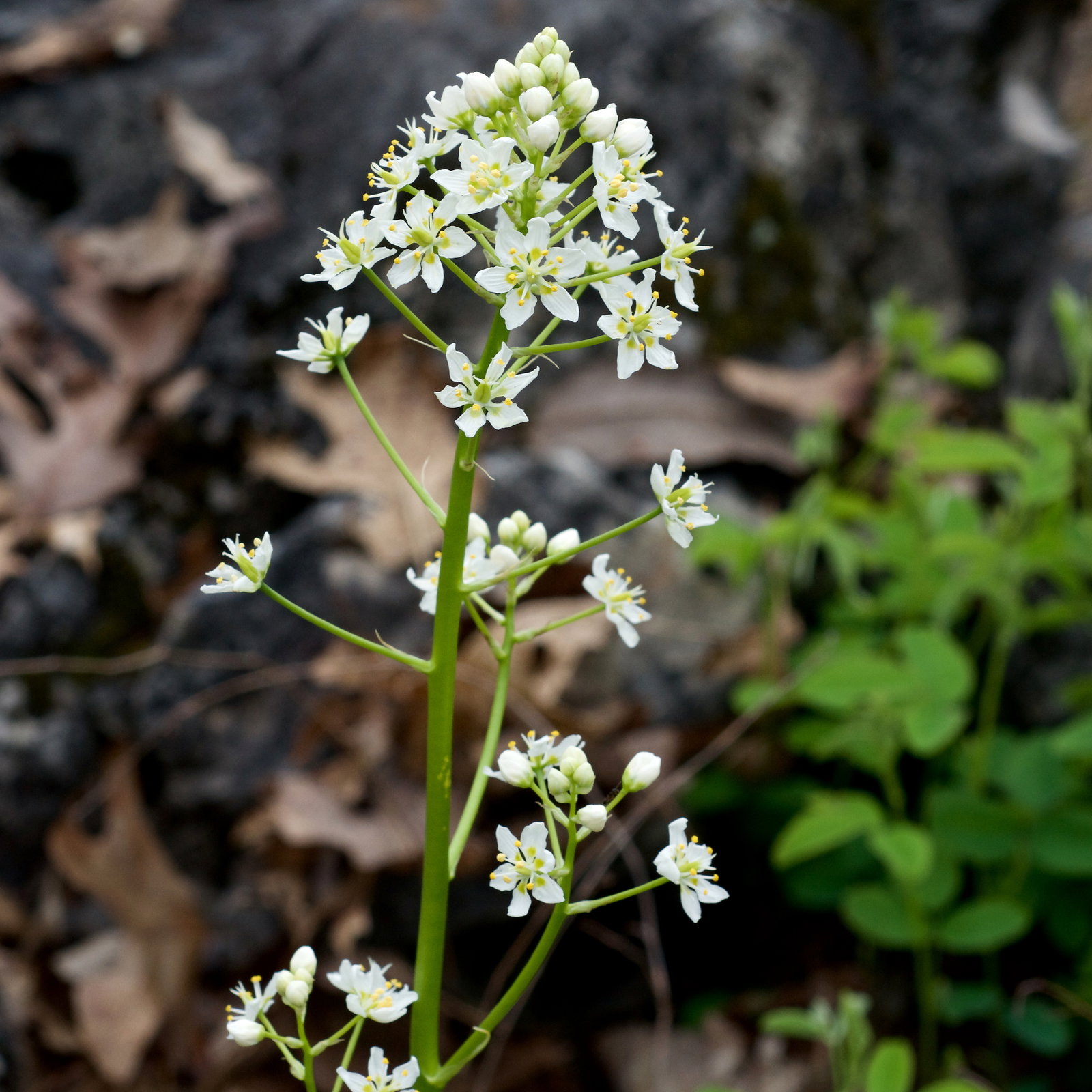 Toxicoscordion Nuttallii
